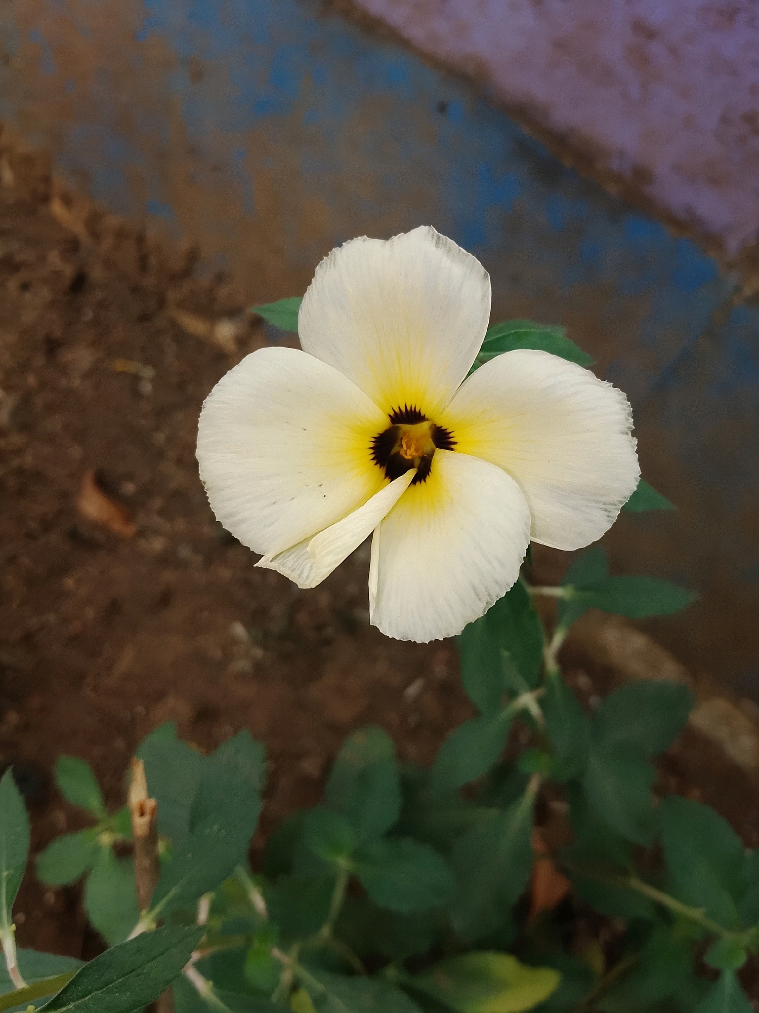 A single, white flower with yellow and black accents in its center is blooming outdoors. The flower has five petals, each with a slightly ruffled edge. It is positioned in the foreground, with the focus sharp on the bloom. The background consists of brown soil and a blurred area of blue and purple. The plant has green leaves and stems visible. The image was captured in Gebang, Indonesia.