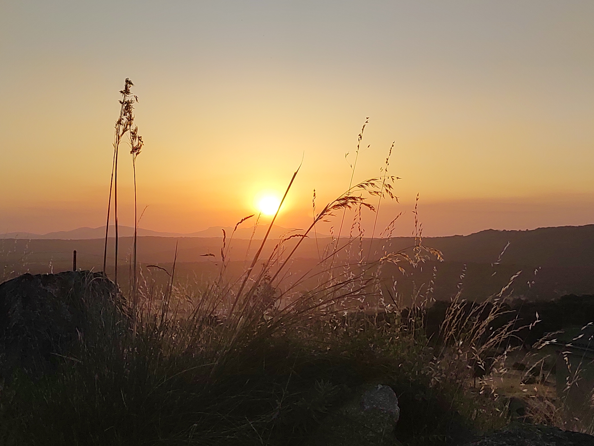 The image captures a sunset over a rural landscape near Ledrada, Spain. The sun, a bright orange orb, is low on the horizon, casting a warm glow across the sky. Silhouetted against the sky are distant hills and mountains. In the foreground, tall grasses and reeds are prominent, with some stalks illuminated by the setting sun, creating a delicate, almost ethereal effect. A large rock is visible on the left side of the frame, partially obscured by the vegetation. The overall impression is one of natural beauty and tranquility.
