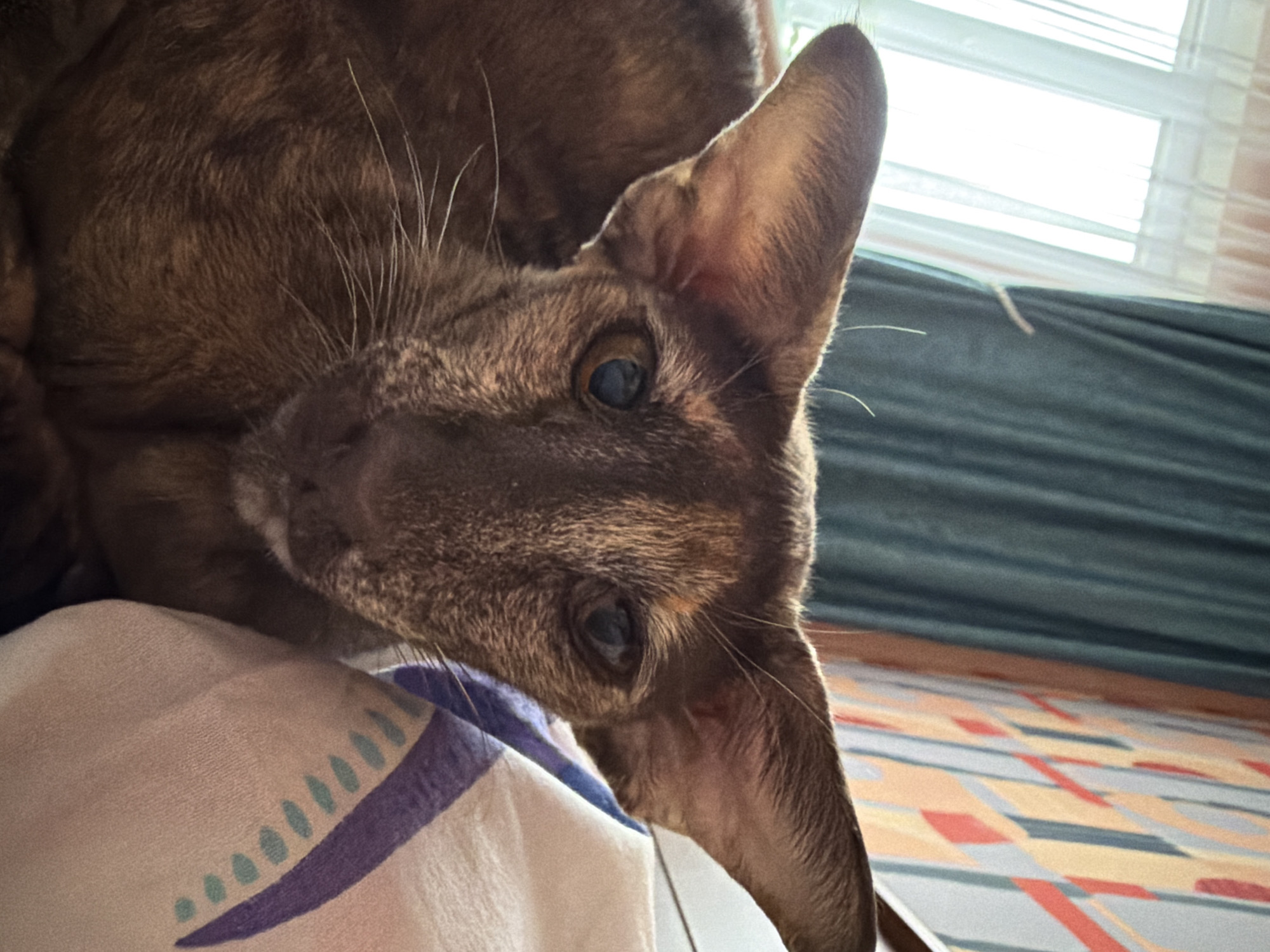 A close-up shot depicts a brown cat with prominent ears resting its head on a patterned pillow. The background reveals a window with closed blinds and a portion of a patterned floor. The location is likely Chaikovsky, Russia, based on the prompt.