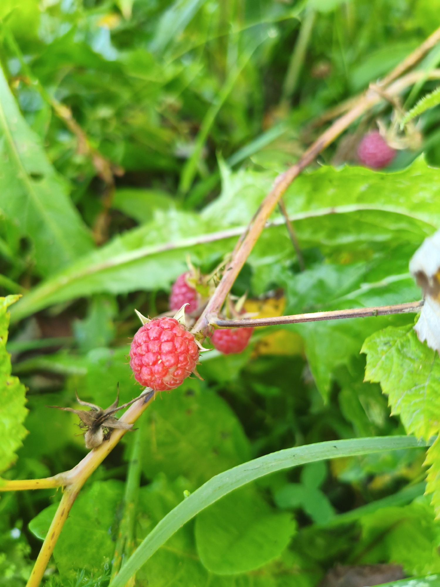 In a close-up, vertical shot, a ripe raspberry, a cluster of drupelets, is the focal point, perched on a thorny stem. The raspberry is a vibrant red, its surface textured with tiny bumps. The stem, a thin, woody brown, is adorned with sharp, brown thorns. Behind the raspberry, a blurred backdrop of lush green foliage hints at an outdoor setting. The image appears to be taken in a natural environment, possibly a garden or wild growth area, within or near Rubtsovo, Russia.