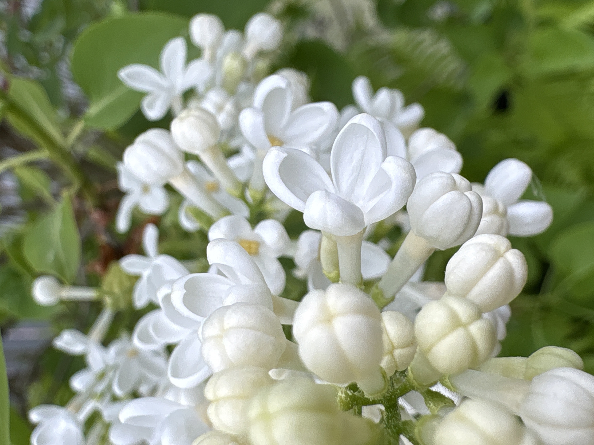 The image shows a close-up of a cluster of white lilac flowers in various stages of bloom, with unopened buds and fully open flowers. Green leaves provide a background. The location in the city of Ленинградская, Russia, is not discernible from the image.
