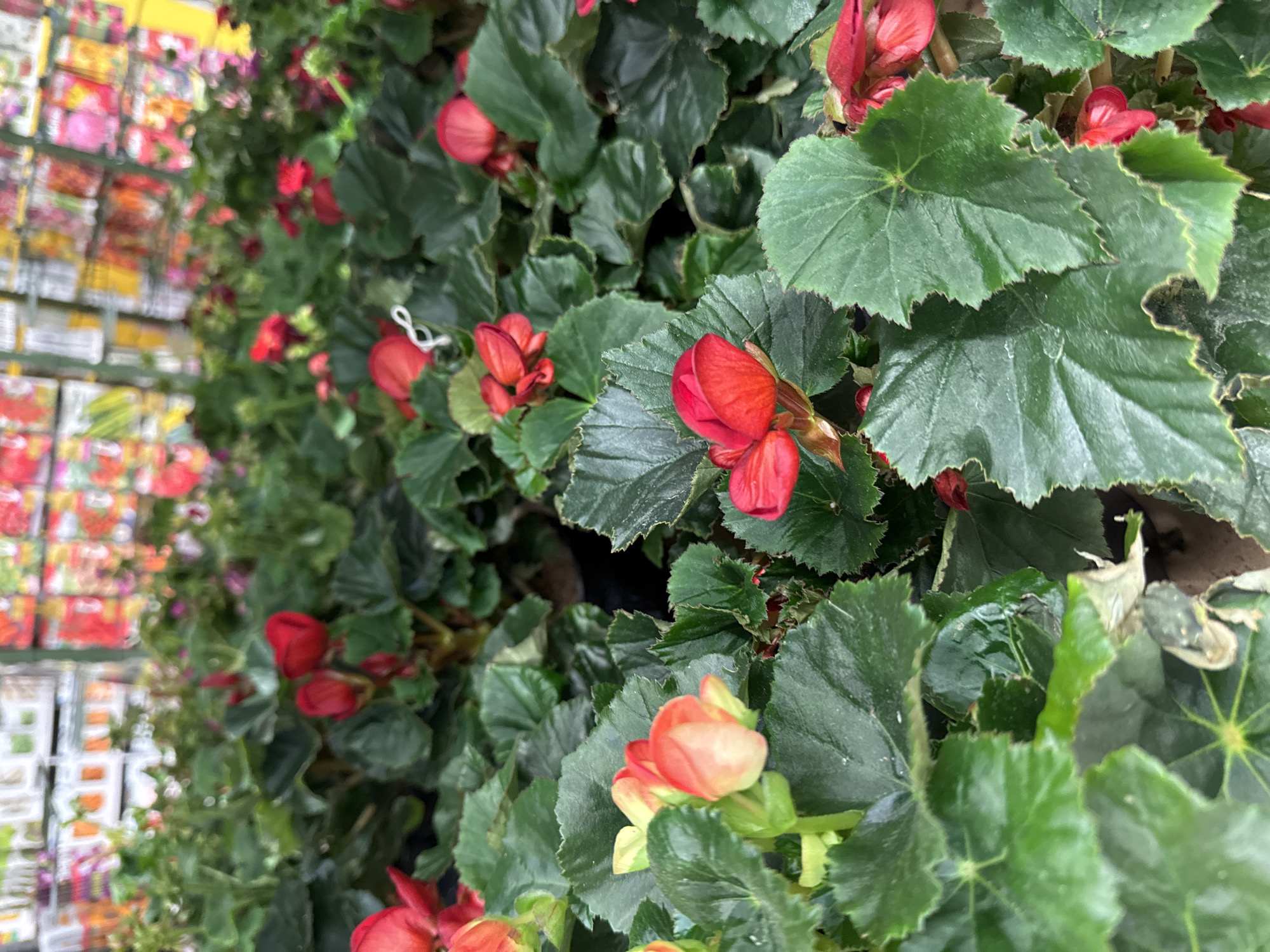 An eye-level, close-up shot focuses on a densely packed arrangement of vibrant red and coral-orange begonia flowers and their lush green leaves. The blooms are in various stages of opening, with some buds tightly closed and others partially unfurled, revealing delicate petals. The leaves are large, heart-shaped, and have a slightly textured, serrated edge. The background is blurred, showing rows of colorful flower seed packets on shelves, suggesting the image was taken in a retail setting, likely a garden center or flower shop. There are no people visible in the image. The scene is brightly lit, highlighting the vivid colors of the flowers. The location is not discernible from the visual information alone; therefore, no specific district or landmark in Tallinn, Estonia, can be identified.