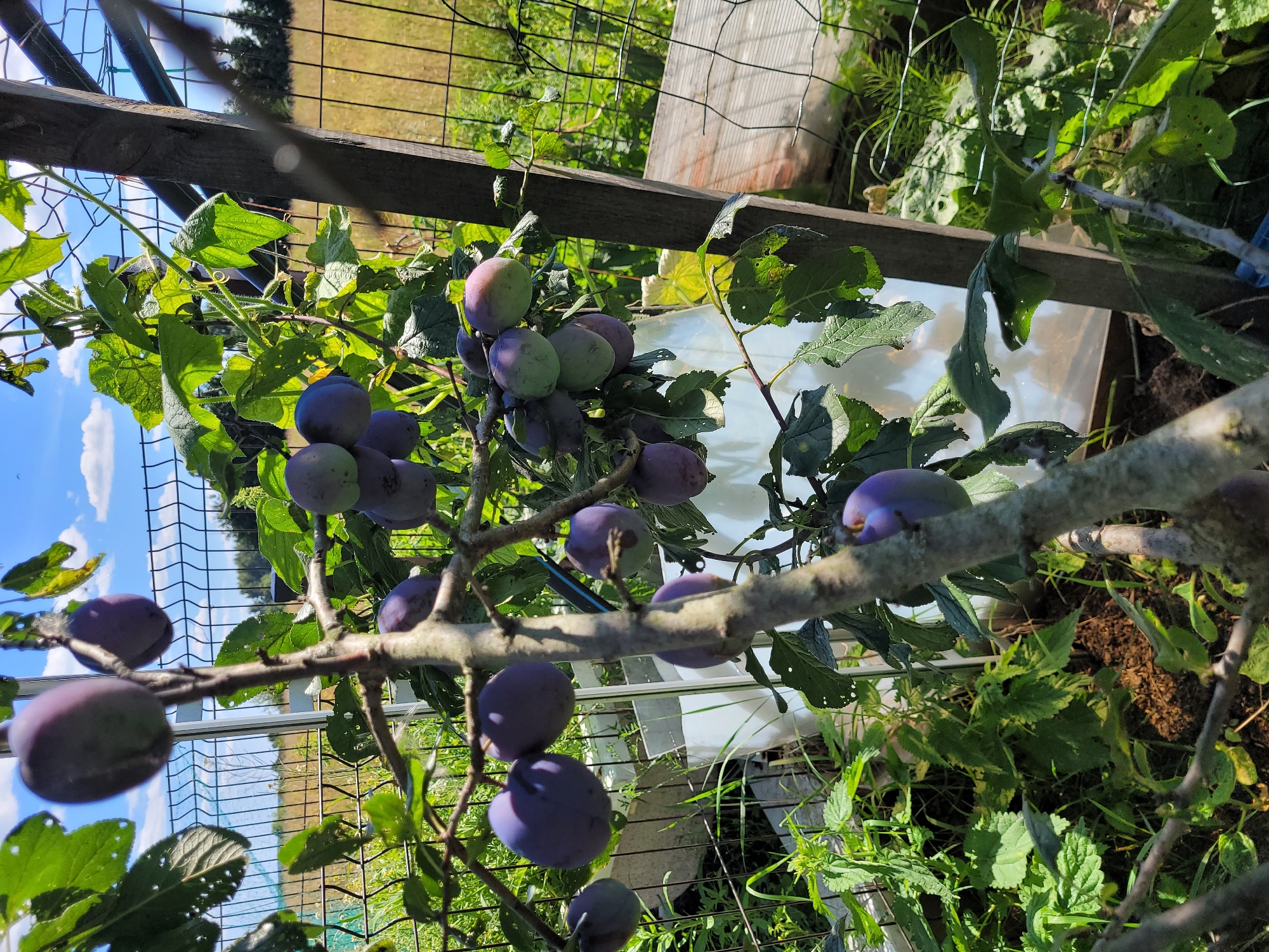 An outdoor, eye-level, medium shot captures a close-up view of a plum tree laden with ripe fruit, set against a blurred background of a rural Latvian landscape. The plums are predominantly deep purple, with some showing hints of green, indicating varying stages of ripeness. They hang from thin branches and a main trunk, some clustered together, others more isolated. Lush green leaves, some with visible holes, surround the fruit. The tree itself appears to be growing near a wire fence, with a weathered wooden post to the right. Beyond the fence, a field of dry, yellowing grass stretches towards a distant line of trees under a bright blue sky dotted with white clouds. The ground beneath the tree is covered with dark soil and some green foliage. The image was captured in Spuņciems, Latvia.