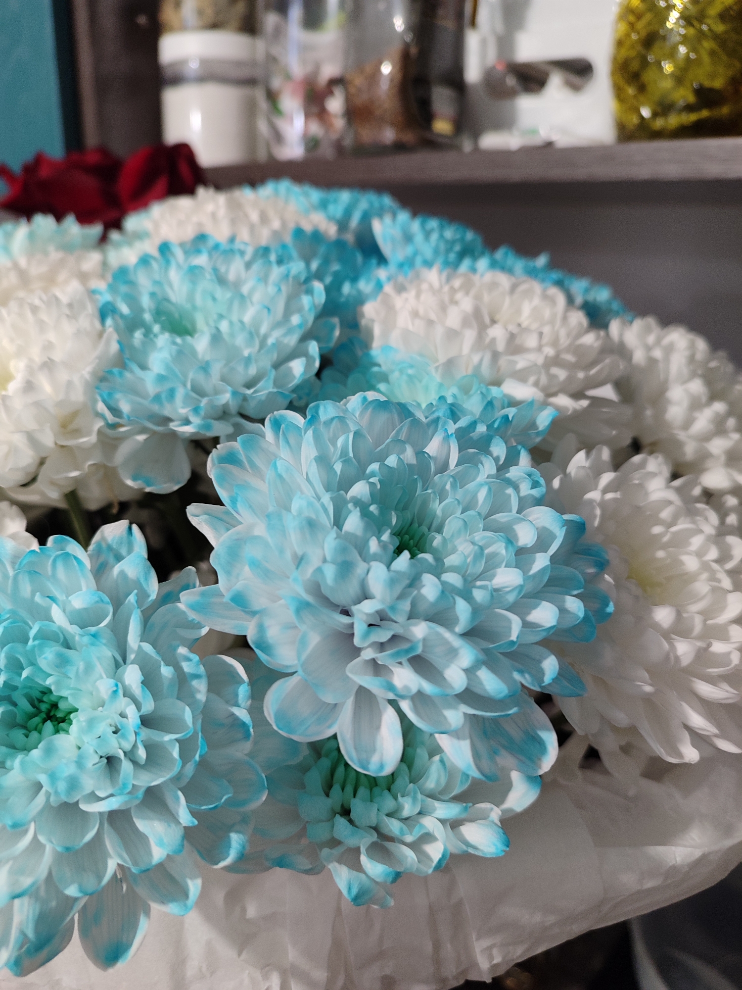 A close-up photograph captures a vibrant bouquet of chrysanthemums, predominantly featuring white and light blue flowers. The blue chrysanthemums display a unique coloration where the tips and edges of their petals are dyed a bright, artificial-looking turquoise or light blue, contrasting with their otherwise white or pale green centers. These blue flowers are interspersed with purely white chrysanthemums, creating a striking visual contrast.
The flowers are arranged tightly, filling most of the frame, with individual petals and their intricate textures clearly visible. Some flowers are in sharper focus towards the front and center, while others slightly recede into a softer focus, adding depth to the composition. The lighting appears soft and even, highlighting the fresh appearance of the petals.
In the background, elements are intentionally out of focus, suggesting a shallow depth of field. Hints of shelves or a surface can be discerned, along with indistinct objects such as jars, bottles, and possibly a dark red flower or fabric in the upper left corner. The overall setting appears to be indoors, possibly in a home or a flower shop in Izhevsk, Russia. There are no people visible, nor any discernible activity taking place, focusing solely on the aesthetic presentation of the flowers. No visible text is present in the image.