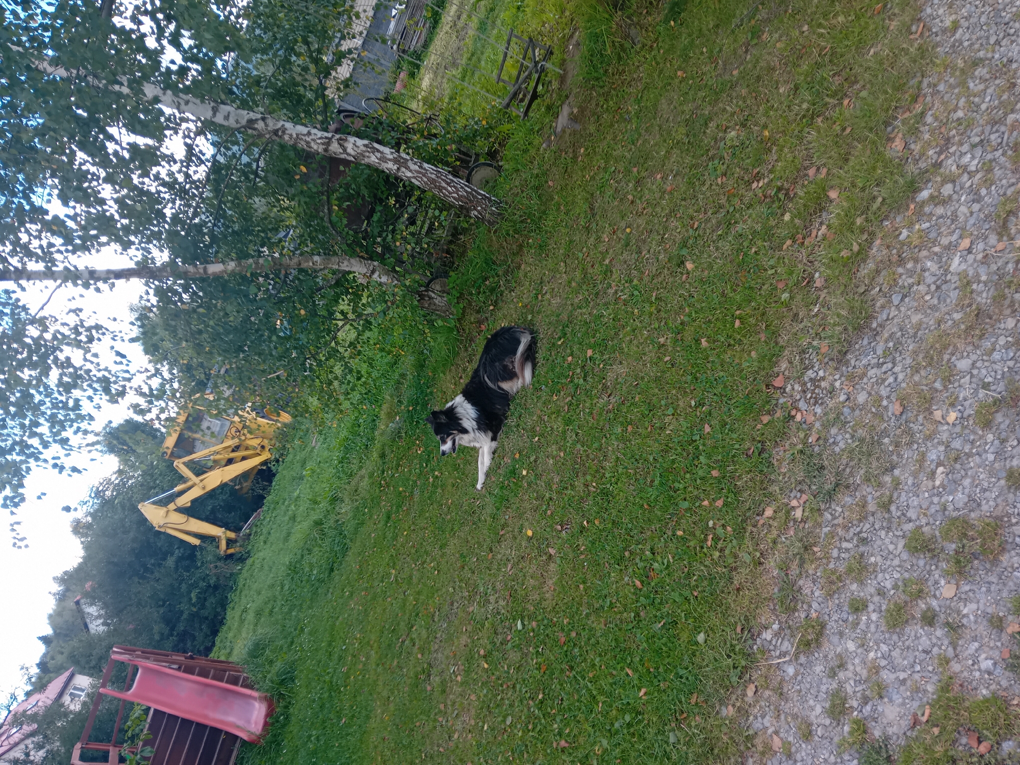 A medium shot shows a black and white dog lying on a grassy slope in Zuberec, Slovakia. The dog is facing right and appears to be resting. To the left of the dog, a bright red slide with wooden supports is visible, suggesting a playground. In the background, a yellow excavator is parked on the slope, partially obscured by trees. The environment is characterized by lush green grass, trees with light-colored bark, and a gravel path in the foreground. The overall scene suggests a casual outdoor setting in a rural or semi-rural area.