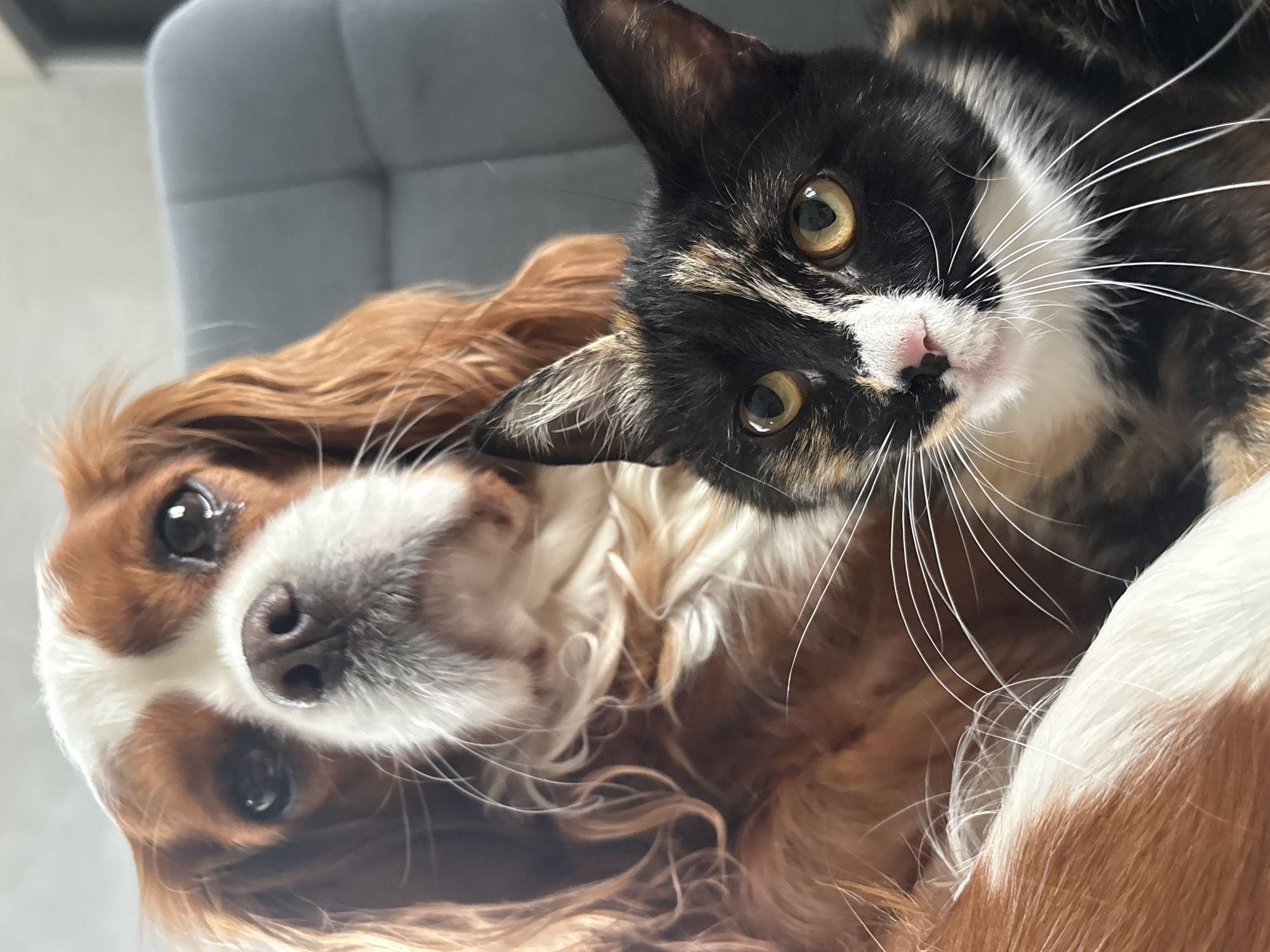 The image shows a close-up of a Cavalier King Charles Spaniel dog and a calico cat cuddling together on a gray chair. The dog, positioned behind the cat, has a predominantly reddish-brown coat with white markings on its face and chest. Its large, dark eyes are looking forward, and its long, wavy ears frame its face. The cat, in the foreground, has a black, white, and orange mottled coat. Its bright yellow eyes are looking directly at the camera, and its whiskers are splayed out. The background is blurred, showing the textured surface of the gray chair. There is no indication of the location being in Прикамский, Russia.