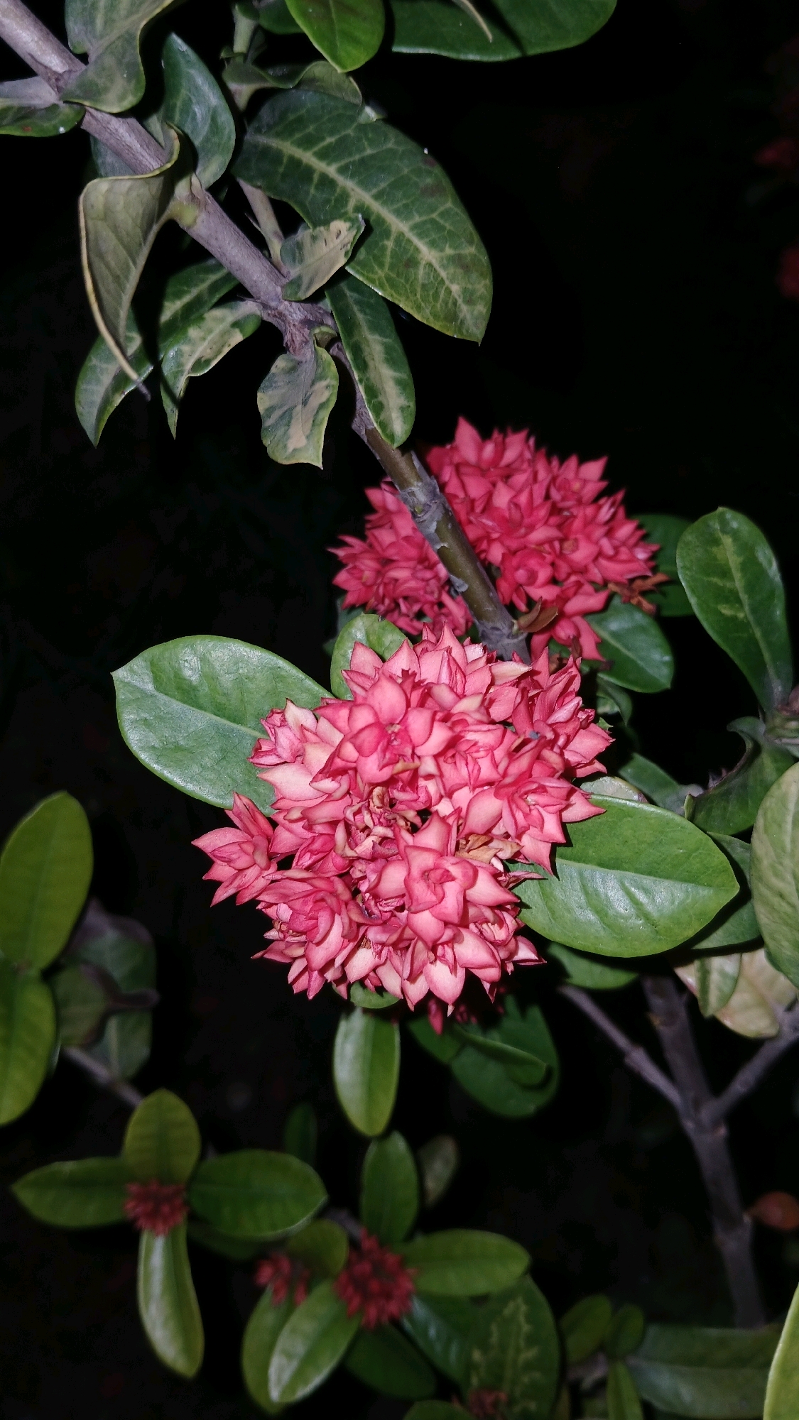 A close-up, low-light vertical shot shows a branch of a plant with clusters of vibrant pink flowers and green leaves against a dark, blurred background. The flowers are densely packed and appear to be composed of many small, star-shaped petals. Some of the leaves are tinged with yellow, suggesting variegation or possibly the effects of low light. The overall impression is one of natural beauty captured in a dimly lit setting.