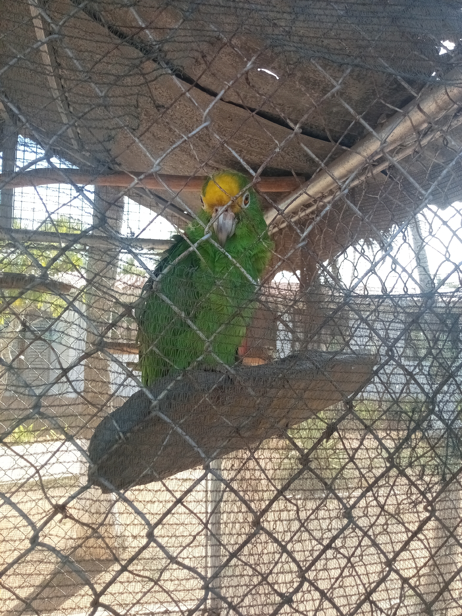 A green parrot with a yellow head stands on a wooden perch inside a wire mesh cage. The cage appears to be located outdoors, potentially in a zoological or residential setting. The parrot looks directly towards the camera. The background contains sparse foliage and indistinct structures.