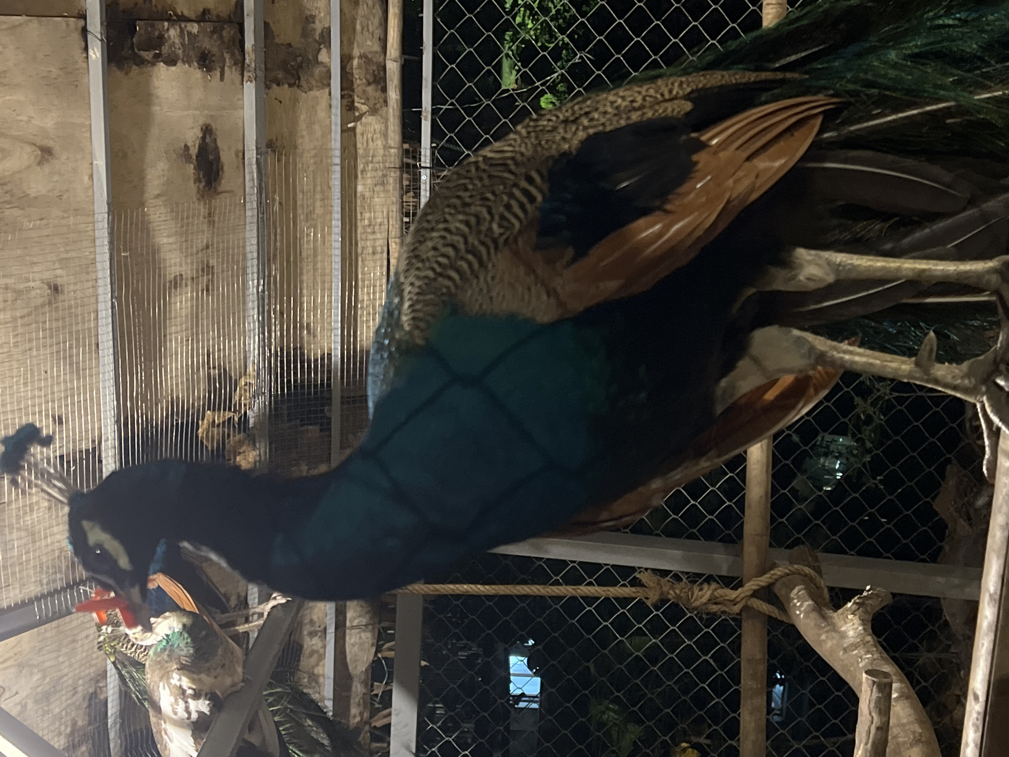 This image captures a peacock perched on a wooden branch within an aviary. The peacock is predominantly black and iridescent blue, with brown and gold feathers on its back. Its feet are visible, gripping the branch, and its long, green tail feathers trail downwards. In the background, a wire mesh fence encloses the aviary, with glimpses of foliage and distant lights through it. Another peacock, with brown and white plumage and green accents, is partially visible on a higher perch to the left. The aviary structure appears to be made of wood and metal. The lighting suggests it is evening or night, with artificial lights illuminating the scene from above and a blue light visible through the fence. The overall environment appears to be an animal enclosure, possibly in a zoo or park setting.