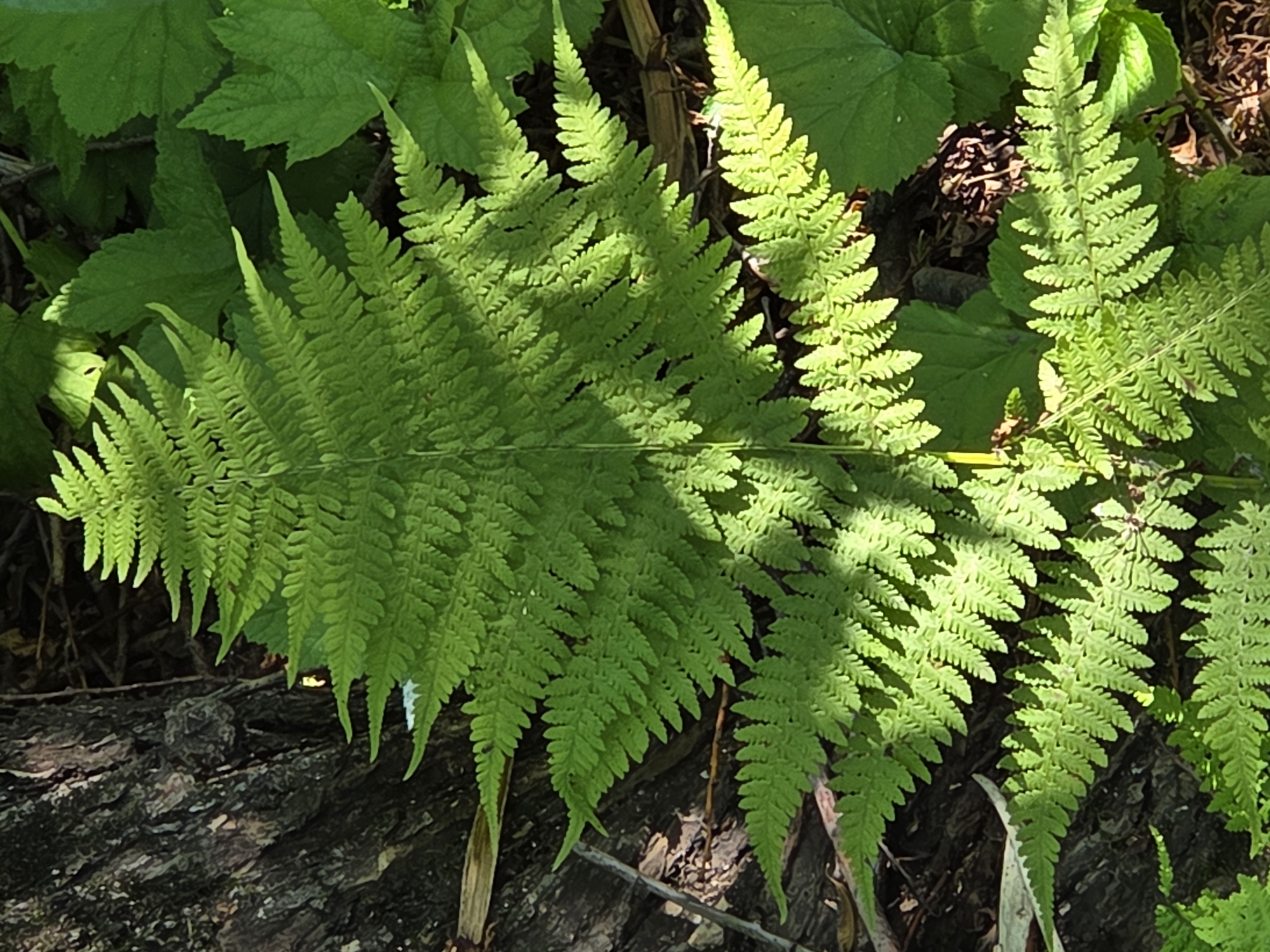 In a natural environment, a close-up shot captures a vibrant green fern with serrated fronds, casting intricate shadows. The fern is situated next to the rough, dark bark of a tree. Other green foliage surrounds the fern, suggesting a forest or wooded area. The lighting indicates a sunny day, with dappled sunlight illuminating parts of the fern and creating highlights. The scene is devoid of any human presence or activity.