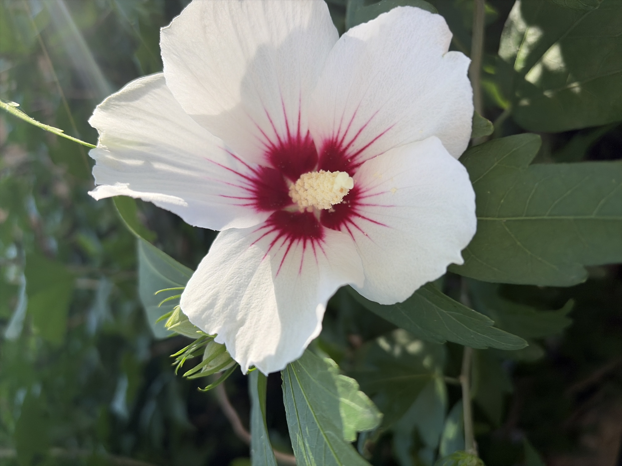 A close-up, eye-level shot captures a white hibiscus flower with a deep pink center. The flower is in full bloom, with its five petals unfurled. The stamens are a light yellow and are covered in pollen. The flower is surrounded by dark green leaves and a few unopened buds. Sunlight streams in from the upper right corner, creating a soft glow and casting shadows on the petals. The image appears to be taken outdoors, possibly in a garden, given the presence of plants. The location in Nesebar, Bulgaria, is not discernible from the image itself.