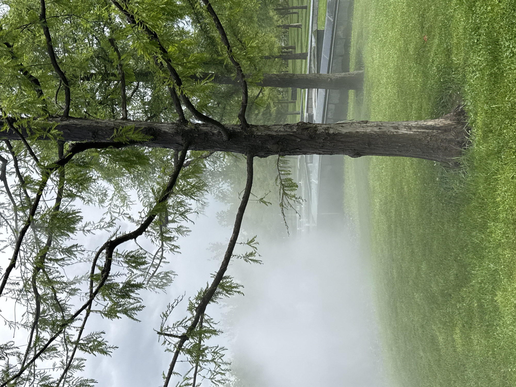 The image shows a scene with a tree trunk in the foreground and other trees in the background, likely in a park or landscaped area. The ground is covered in green grass, and there is a layer of mist or fog obscuring the view in the lower half of the image. There is no indication of the specific location in Krasnodar, Russia. There are no people, subjects, objects, actions, or interactions visible in the scene. The environment is characterized by trees, grass, and fog.