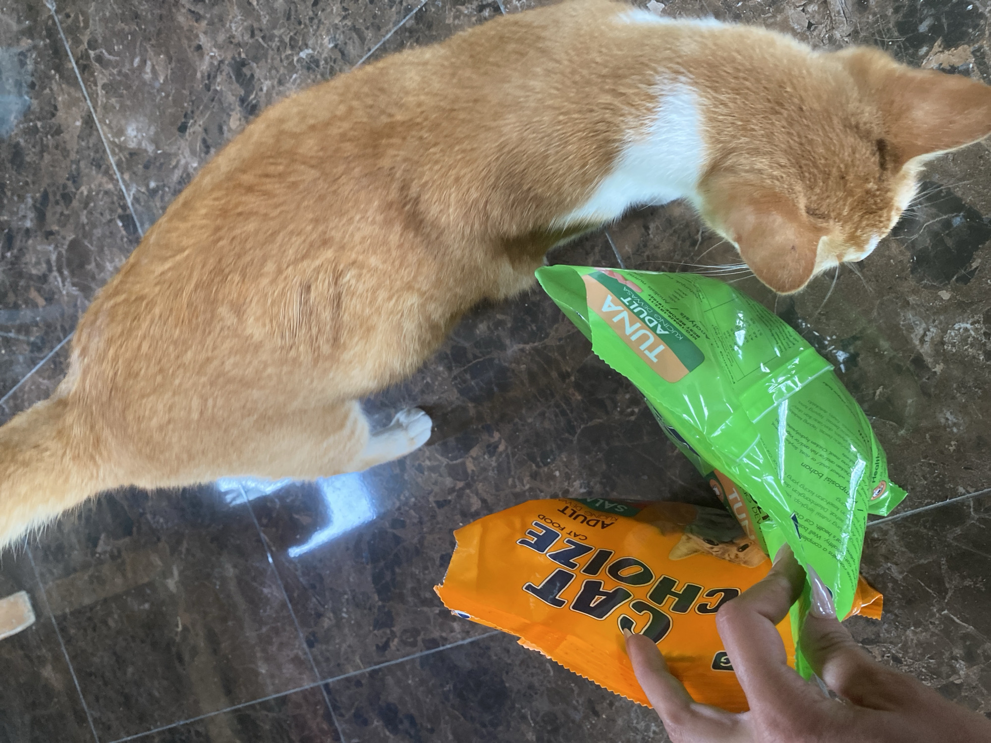 A ginger and white cat is sniffing at two opened bags of cat food, one orange and one green, on a dark, tiled floor. A hand is holding open the green bag. The orange bag has the text "CAT CHOIZE ADULT SAL..." visible. The green bag has the text "TUNA ADULT KUCING DEWASA..." visible. The scene is illuminated by overhead lighting, casting reflections on the floor. The location is Kuta Selatan, Indonesia.