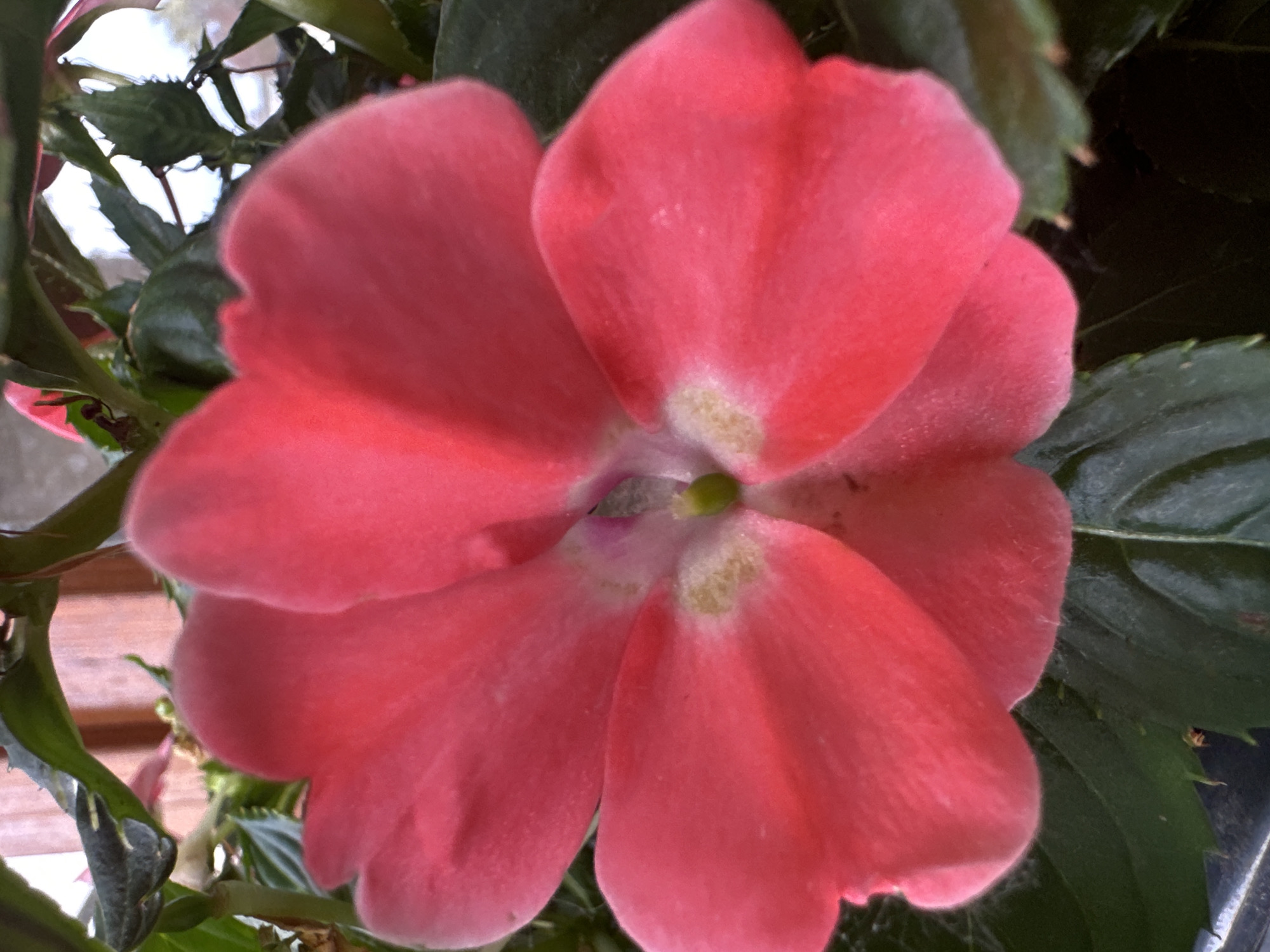 A close-up, top-down view of a vibrant pink impatiens flower. The petals are soft and slightly fuzzy, with a lighter, yellowish-green center. The flower is surrounded by dark green leaves and some out-of-focus pink and wooden elements in the background. The image does not contain any elements that allow for identification of a specific location within the city of Łódź, Poland.