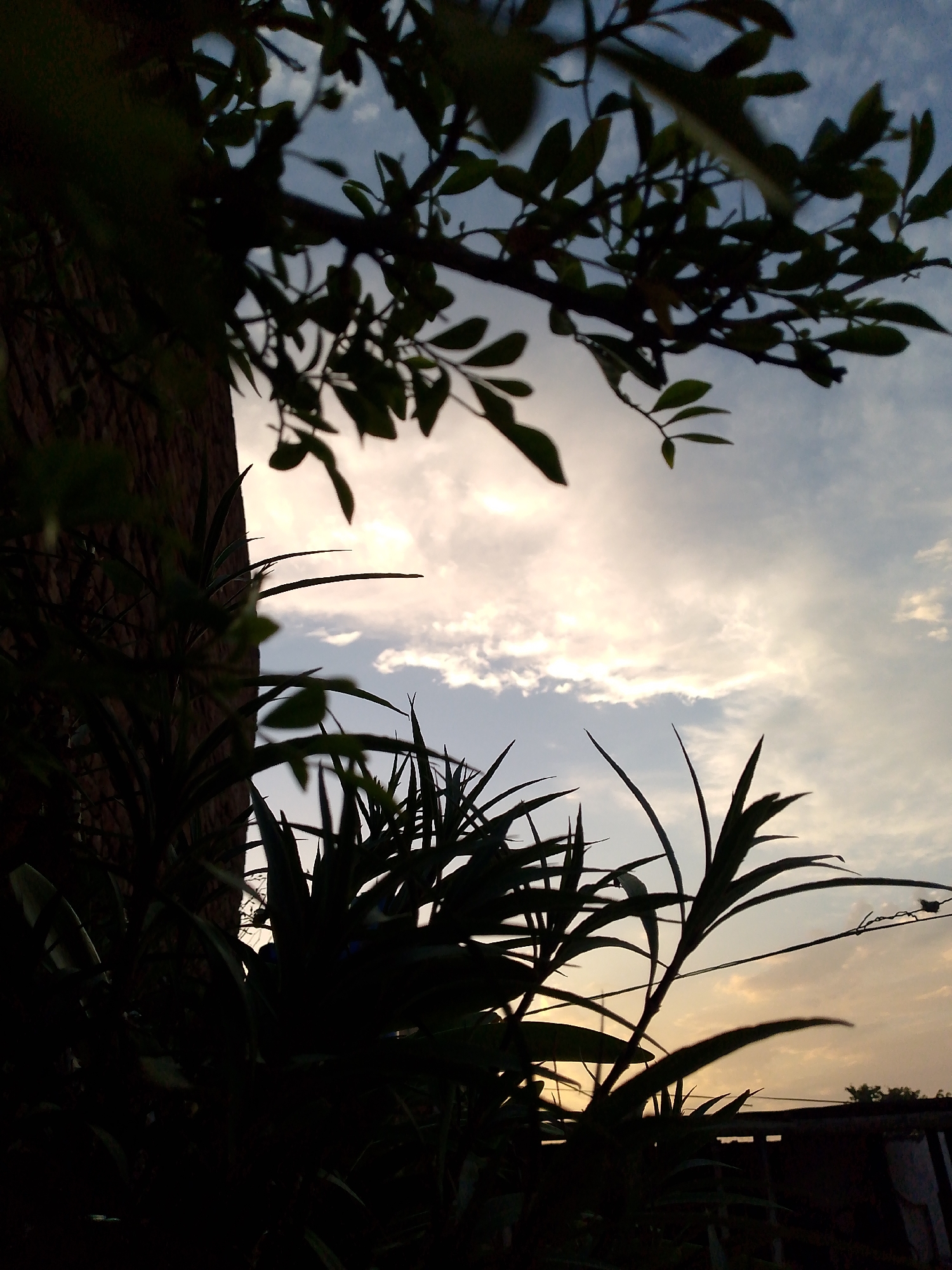 This media file is a close-up, low-angle photograph of silhouetted foliage against a twilight sky. The foreground is dominated by the dark shapes of leaves and branches of what appear to be two different types of plants. To the left, a portion of a tree trunk, textured and dark, is visible. The plants in the foreground are sharply outlined against the brighter sky.
The sky in the background displays the soft colors of dusk, with pale yellow and white clouds streaked across a light blue expanse. The sun is not directly visible, but its light is diffused by the clouds, suggesting either sunrise or sunset.
There are no people or explicit objects of human construction visible in the main portion of the image, except for a faint line that might be a wire or thin branch extending from the right side. In the far background, a dark, horizontal shape suggests a distant structure, possibly a roofline, with some faint vertical lines that could be part of a fence or wall.
The overall mood is serene and natural, with the silhouetted plants creating a sense of depth and framing the sky. The time of day is clearly twilight, and the weather appears to be clear with scattered clouds. There is no visible text in the image.
