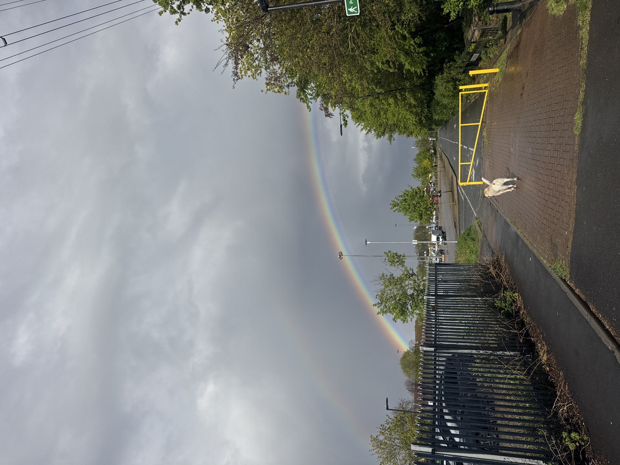 The image captures a scene on a cloudy day with a prominent rainbow arching across the sky. A dog is standing on a paved pathway near a yellow gate or barrier. The path is bordered by grass and greenery. In the background, there's a glimpse of parked cars and a road with vehicles. A black metal fence runs along the side of the path. The location appears to be outdoors, possibly a park or a pathway near a parking area. The city of London, United Kingdom, cannot be determined from the image.