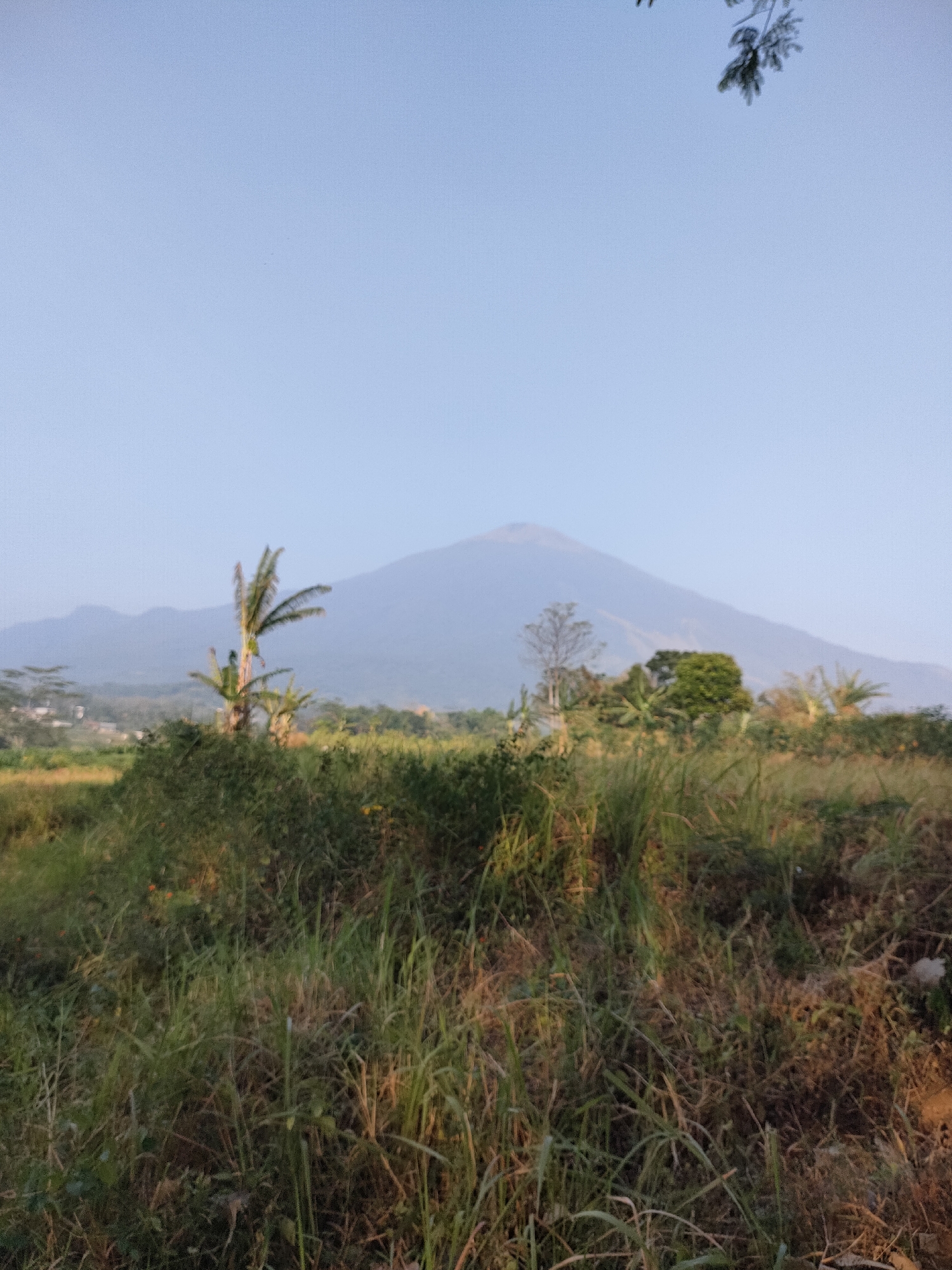 The image depicts a natural landscape scene, likely in a rural area. In the background, a large, hazy mountain dominates the horizon under a clear, pale blue sky. The lower portion of the image is filled with tall, dry grass and some green vegetation, suggesting an open field or meadow. In the mid-ground, there are several trees and some structures that appear to be houses or buildings with terraced roofs, hinting at a settlement. A prominent banana tree stands to the left of center, with its characteristic large leaves. The overall impression is one of a peaceful, somewhat undeveloped natural environment. No people are visible in the image. The lighting suggests it might be early morning or late afternoon, given the soft light and haze. The scene is not specifically identifiable as being within the city of Caracas, Indonesia, as Caracas is the capital of Venezuela, not located in Indonesia. This image is likely from a rural location in Southeast Asia, possibly Indonesia, given the vegetation.