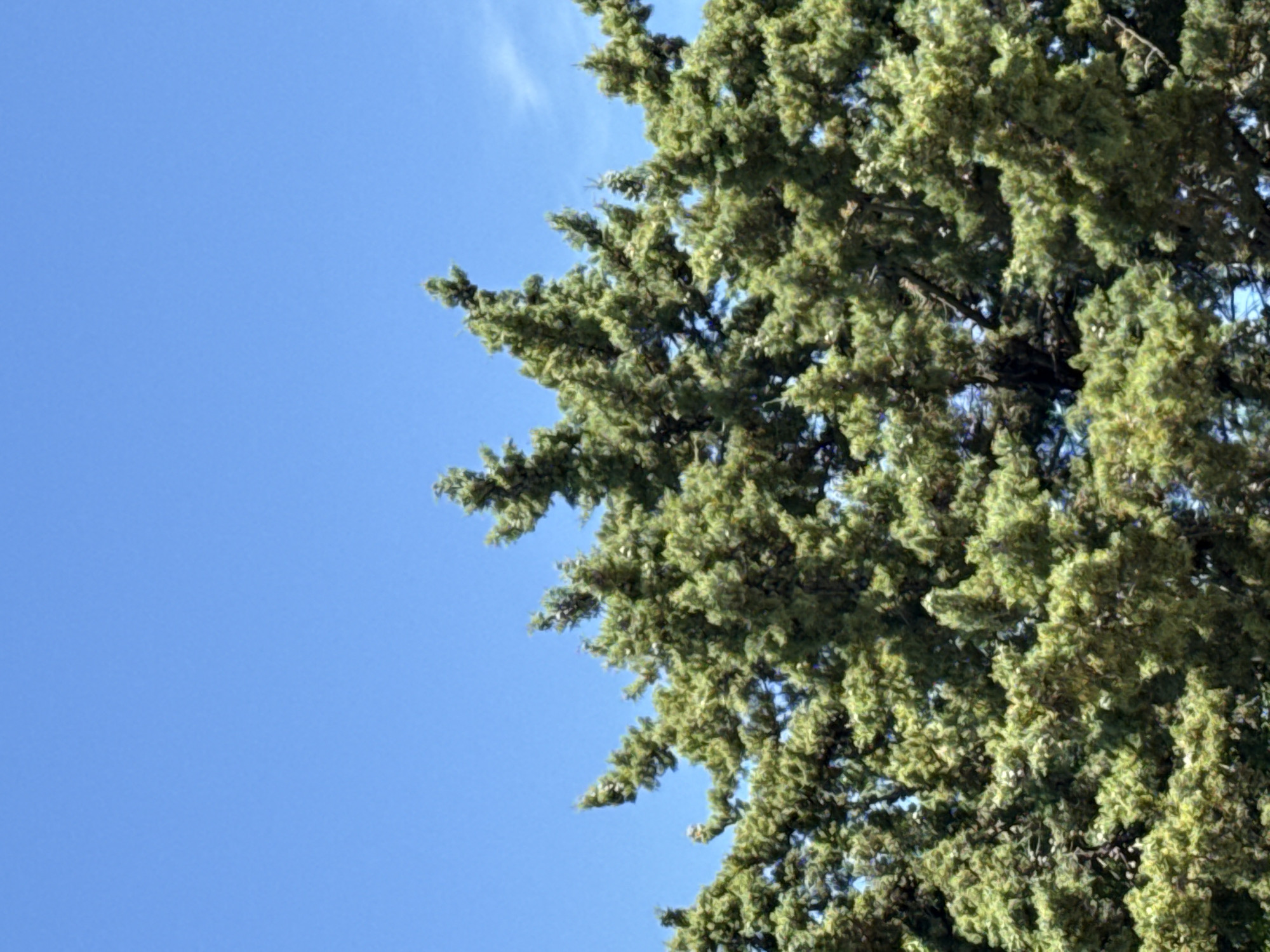 A low-angle, close-up shot shows the top of a dense, green evergreen tree against a clear blue sky. The tree is full of needle-like leaves and small, light-colored cones. The branches are thick and extend upwards, with some silhouetted against the sky. The lighting suggests a bright, sunny day.