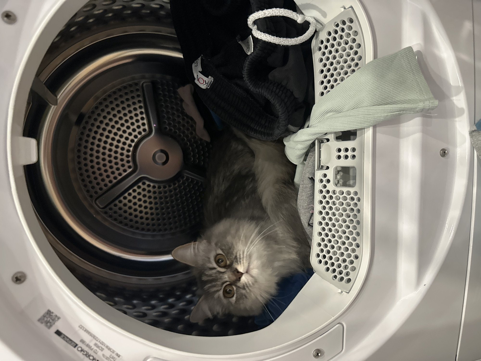 A gray cat with yellow-green eyes lies amidst clothing inside a white laundry dryer. The clothing consists of black shorts with a white drawstring, a light-green knit garment, and other items of assorted color. The inside of the dryer is gray metal with holes, while the dryer door and exterior are white. The location is not discernible from the image; therefore, no information can be inferred about it being in Chaikovsky, Russia.