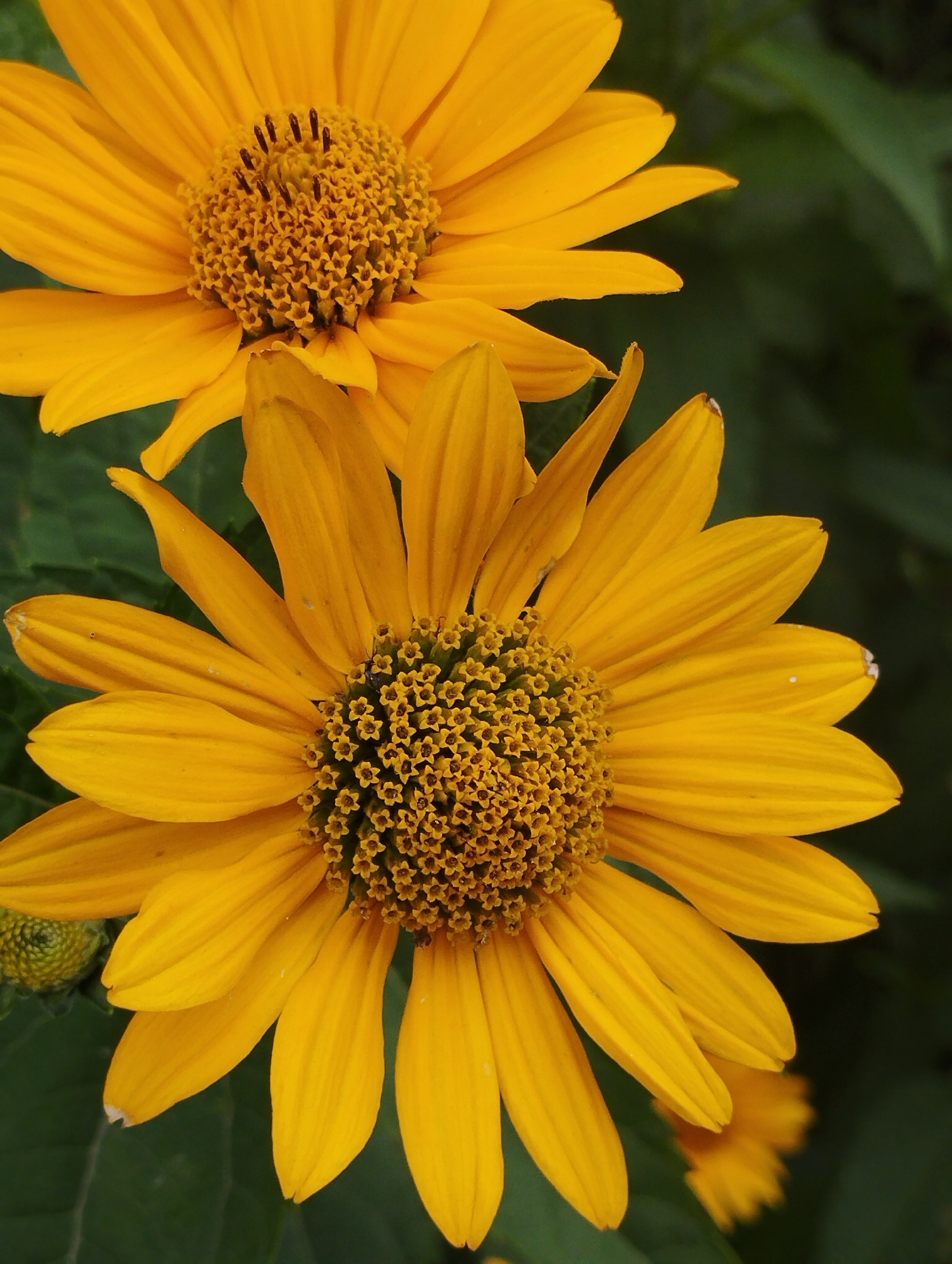 Two yellow flowers with detailed centers are shown in close-up. The flower in the foreground is larger and more in focus, with numerous thin, pointed petals radiating from a central disc composed of small, star-shaped florets. The florets are a darker yellow with small, dark brown stamens. A tiny black insect is visible on the center of the foreground flower. The background is a blur of green foliage and the out-of-focus petals of another yellow flower. The lighting highlights the vibrant yellow of the petals and the intricate texture of the flower centers.