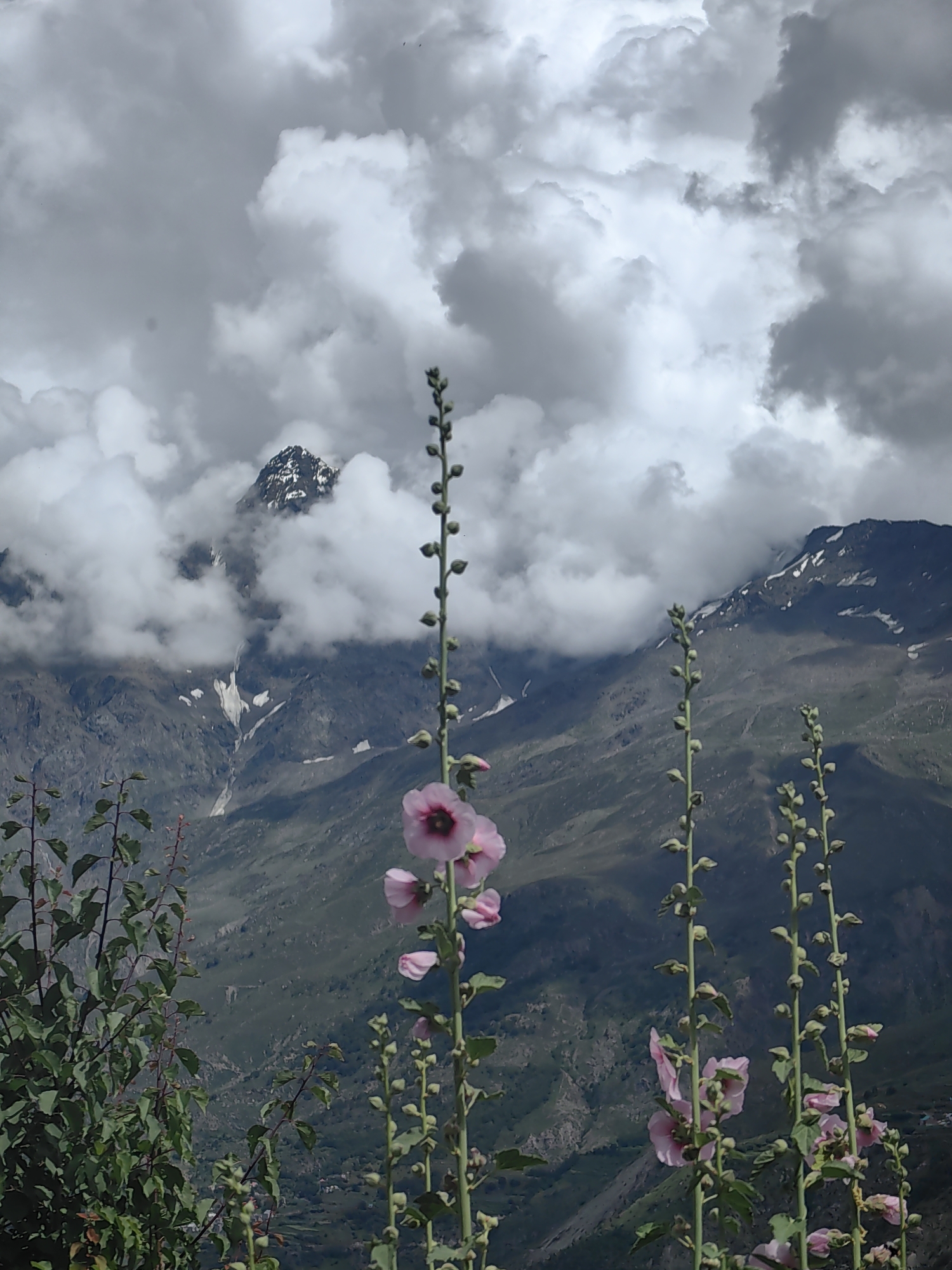 The image shows a mountainous landscape with a cloudy sky. In the foreground, there are several tall plants with pink flowers. Some of these flowers are fully bloomed, while others are still buds. The plants are green and leafy. In the background, there are several mountain peaks, some of which are covered in snow. The sky is filled with dark, heavy clouds, suggesting it might rain or storm. The location appears to be a natural setting, likely in a mountainous region. The image does not contain any people or animals. The overall impression is one of dramatic natural beauty, with the delicate flowers contrasting with the rugged mountains and stormy sky. The specific location of Keylang, India is not discernible from the image itself; it is provided as contextual information.