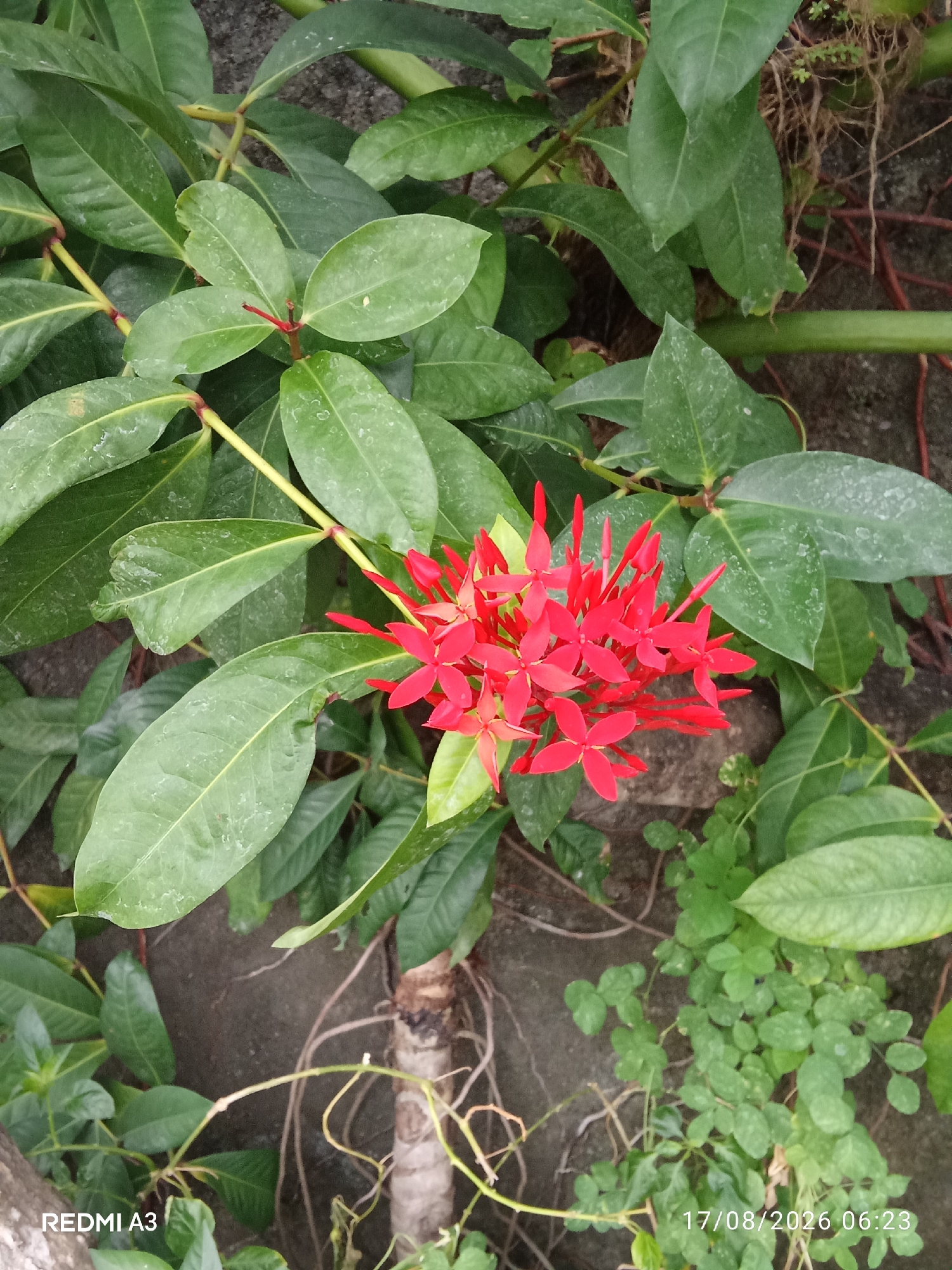 A close-up, eye-level, outdoor, vertical shot captures a cluster of vibrant red Ixora flowers blooming amidst lush green foliage. The flowers, characterized by their star-shaped petals and slender tubes, are the central focus, their bright red hue contrasting sharply with the deep green of the surrounding leaves. The leaves are broad and waxy, some bearing a few water droplets or specks of dust. The plant appears to be growing against a rough, grey concrete wall, with some dried roots and thin, twisting vines visible on the ground and climbing the wall. In the lower left corner, a portion of a tree trunk with rough bark is visible. The lower right corner displays a patch of small, clover-like green plants and a timestamp reading "17/08/2026 06:23" along with "REDMI A3" in the lower left. The overall setting suggests a naturalistic urban environment in Cemani, Indonesia, where this flowering plant is thriving in close proximity to built structures. There are no people or discernible human actions in the scene.