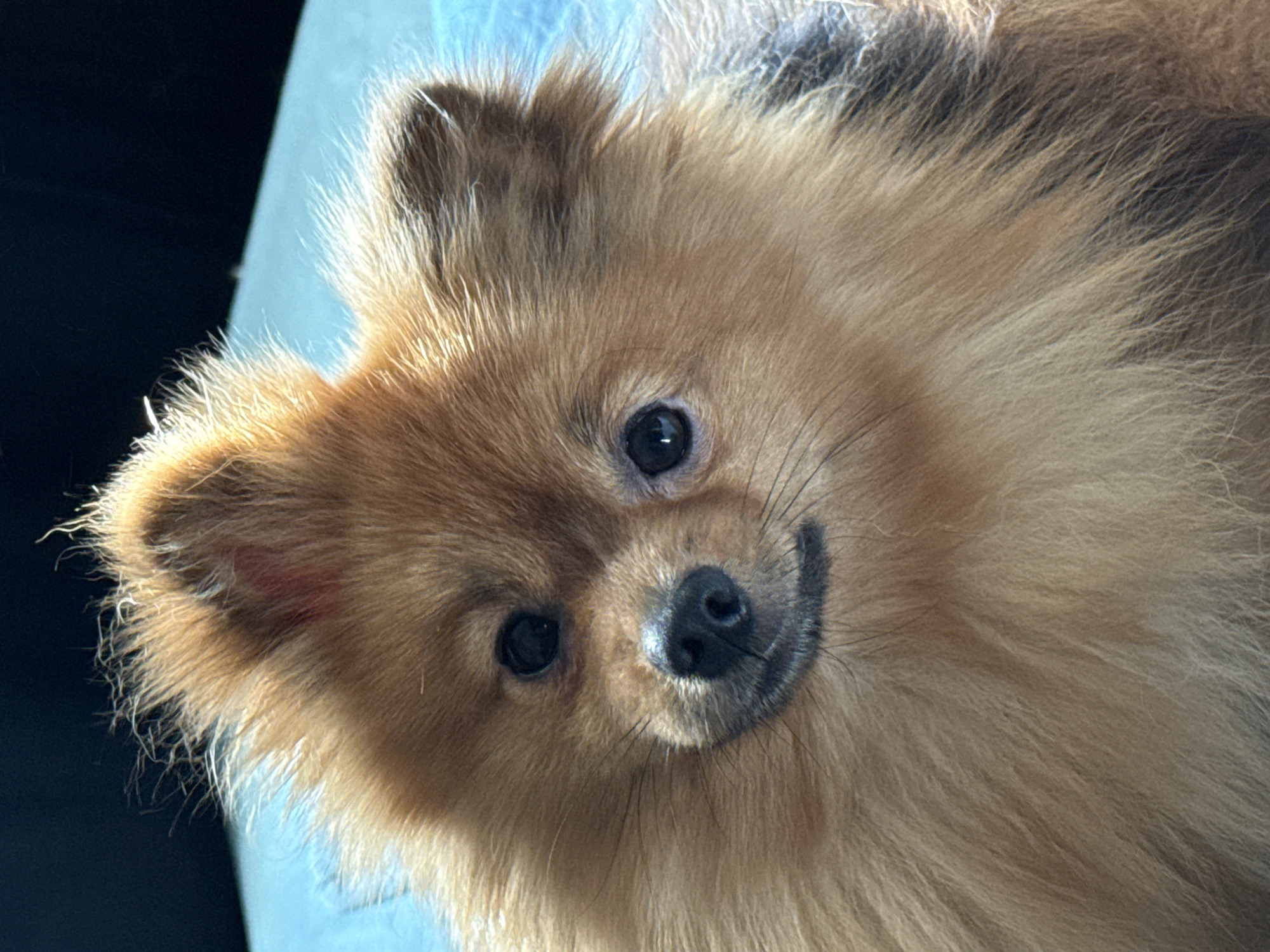 The image is a close-up portrait of a Pomeranian dog. The dog has fluffy, light brown fur, dark eyes, and a black nose. Its head is tilted slightly to its left, and it appears to be looking directly at the camera with a curious expression. The background is blurred, with a dark blue area at the top and a lighter blue area below, possibly indicating a piece of furniture or bedding. There is a faint red mark visible on the fur above the dog's left ear, which could be a small injury or a marker. The dog is the sole subject of the image. The location in Khimki, Russia, is not visually represented in the image.