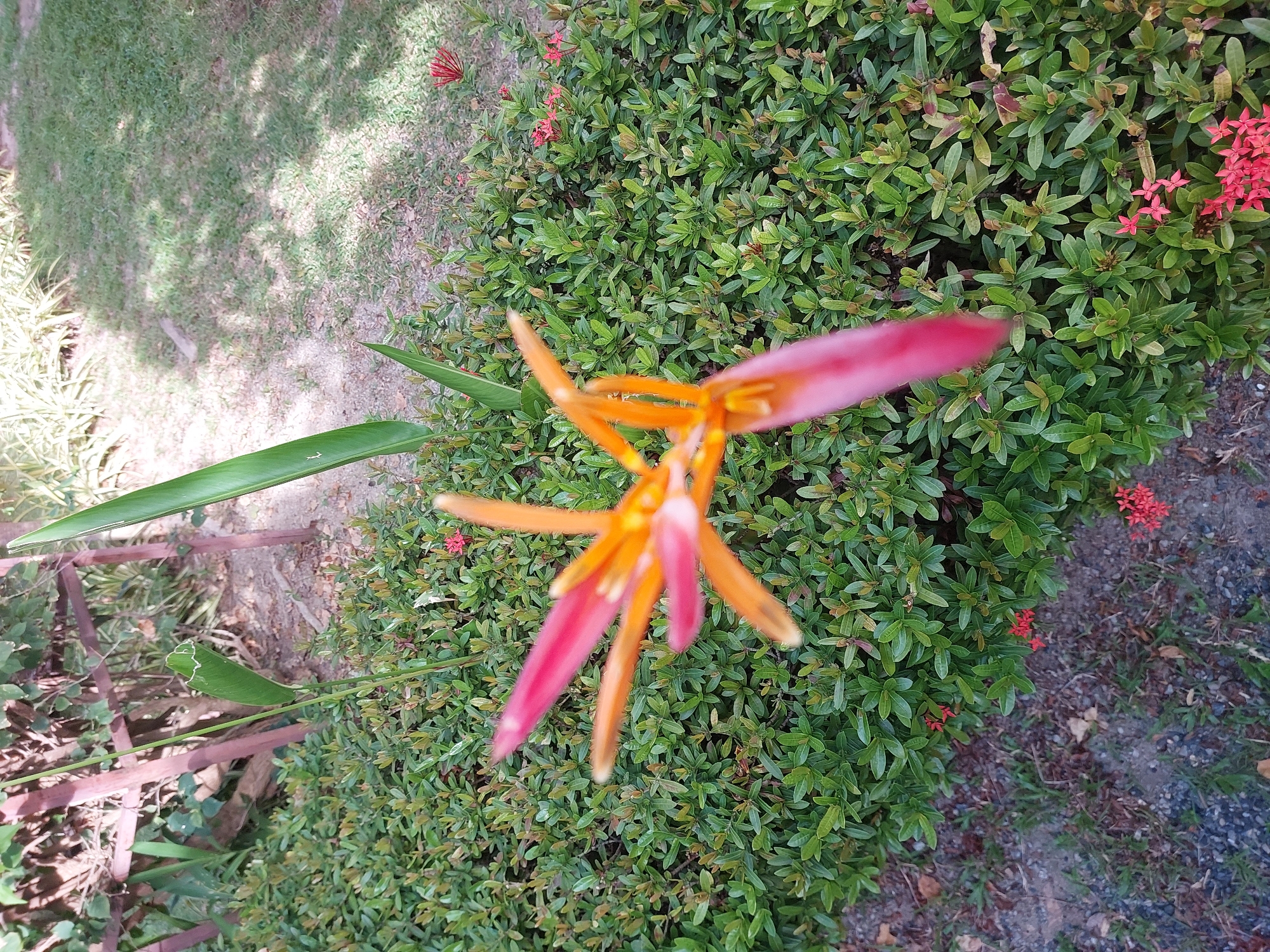 The image shows a close-up of a Heliconia flower with pink and orange petals, blooming amidst dense green foliage. The flower is out of focus, with its vibrant colors contrasting against the lush green of the surrounding bushes. In the background, a patch of grass and gravel is visible, along with a wooden structure and some other plants. The lighting suggests it is daytime, possibly in the morning or late afternoon, given the soft shadows. There are no people or animals present in the frame. The scene appears to be in an outdoor garden setting, likely in a tropical or subtropical climate, consistent with the environment found in Baan Mae Nam, Thailand.
