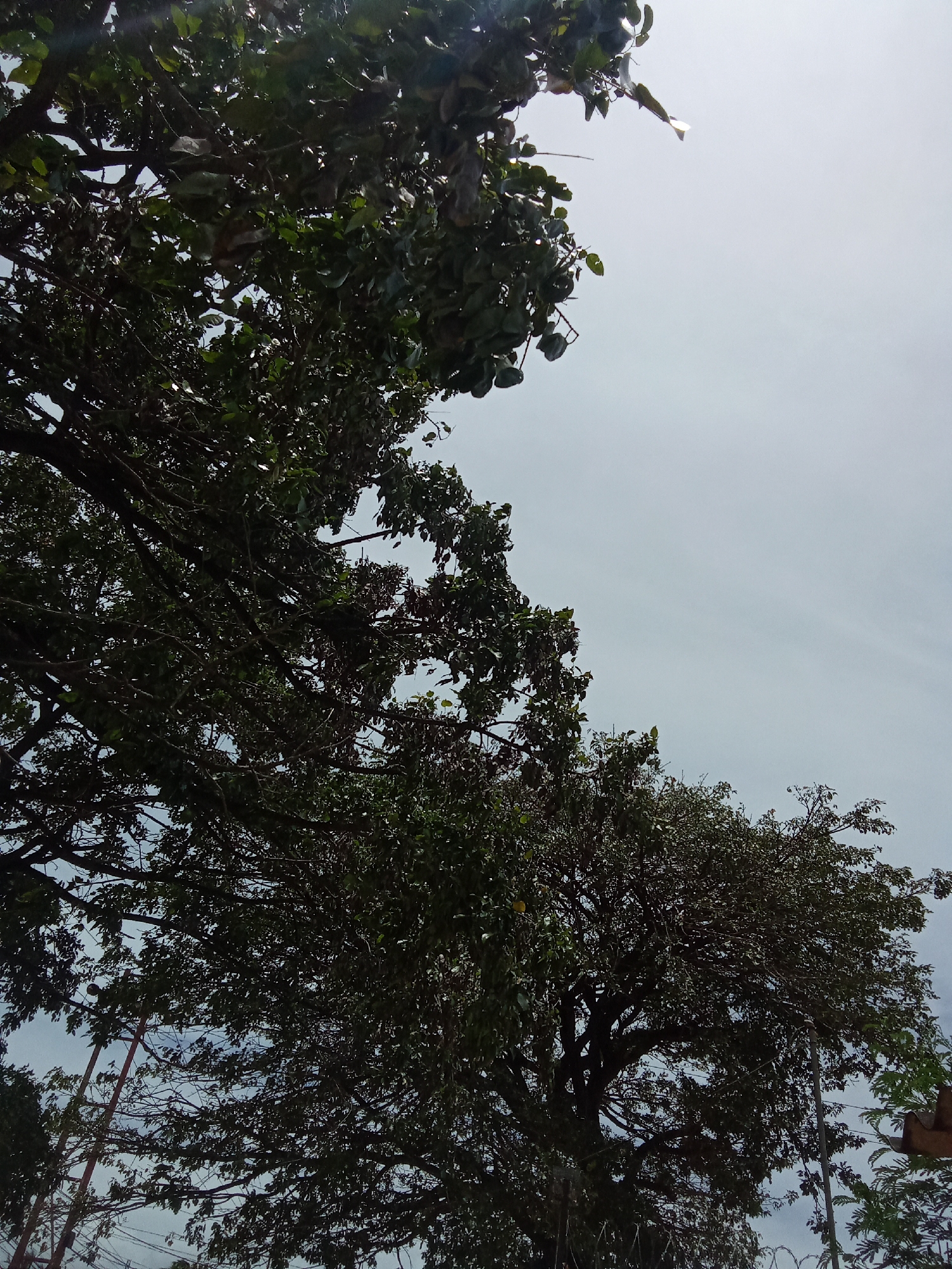 The image, taken from a low angle, shows trees against an overcast sky. The location is likely Juan Griego, Venezuela, though specific landmarks are absent. Two large trees dominate the frame, with their branches and leaves filling much of the view. Electrical wires are visible lower in the image. No people are visible in the image.