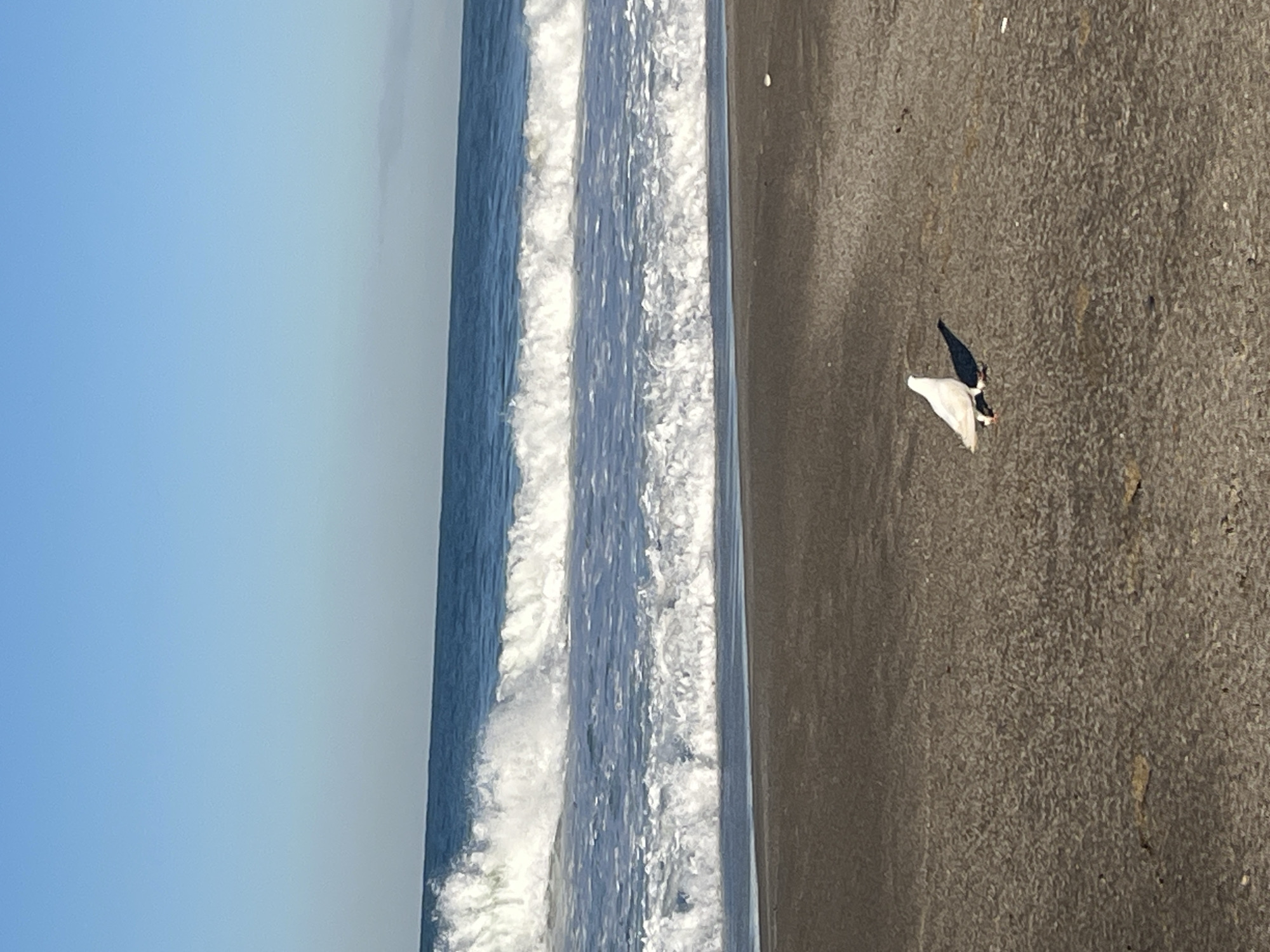 The image shows a beach scene, likely in Alanya, Turkey, given the presence of a dark sand beach, crashing waves of the Mediterranean Sea, and a clear blue sky. On the right side of the frame is a close-up view of the sand with a white and black object lying on the surface. The object appears to be either a piece of trash or potentially a dead bird. To the left of the sand is the ocean with visible white foam and splashing water where the waves are breaking. The sky occupies the upper left portion of the image and is a light, clear blue. No people are visible in the scene.