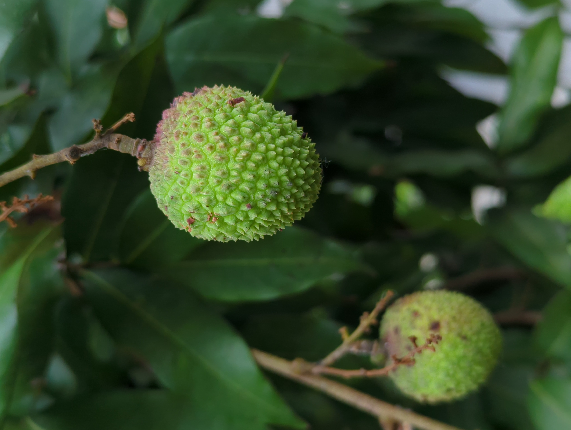 The image shows two unripe lychee fruits attached to branches surrounded by green leaves. The lychees are primarily green with some pinkish hues at the top, indicating early stages of growth. The scene is likely located in a tropical or subtropical region suited for lychee cultivation, which could be in Shunde District, China, where such fruits are grown.