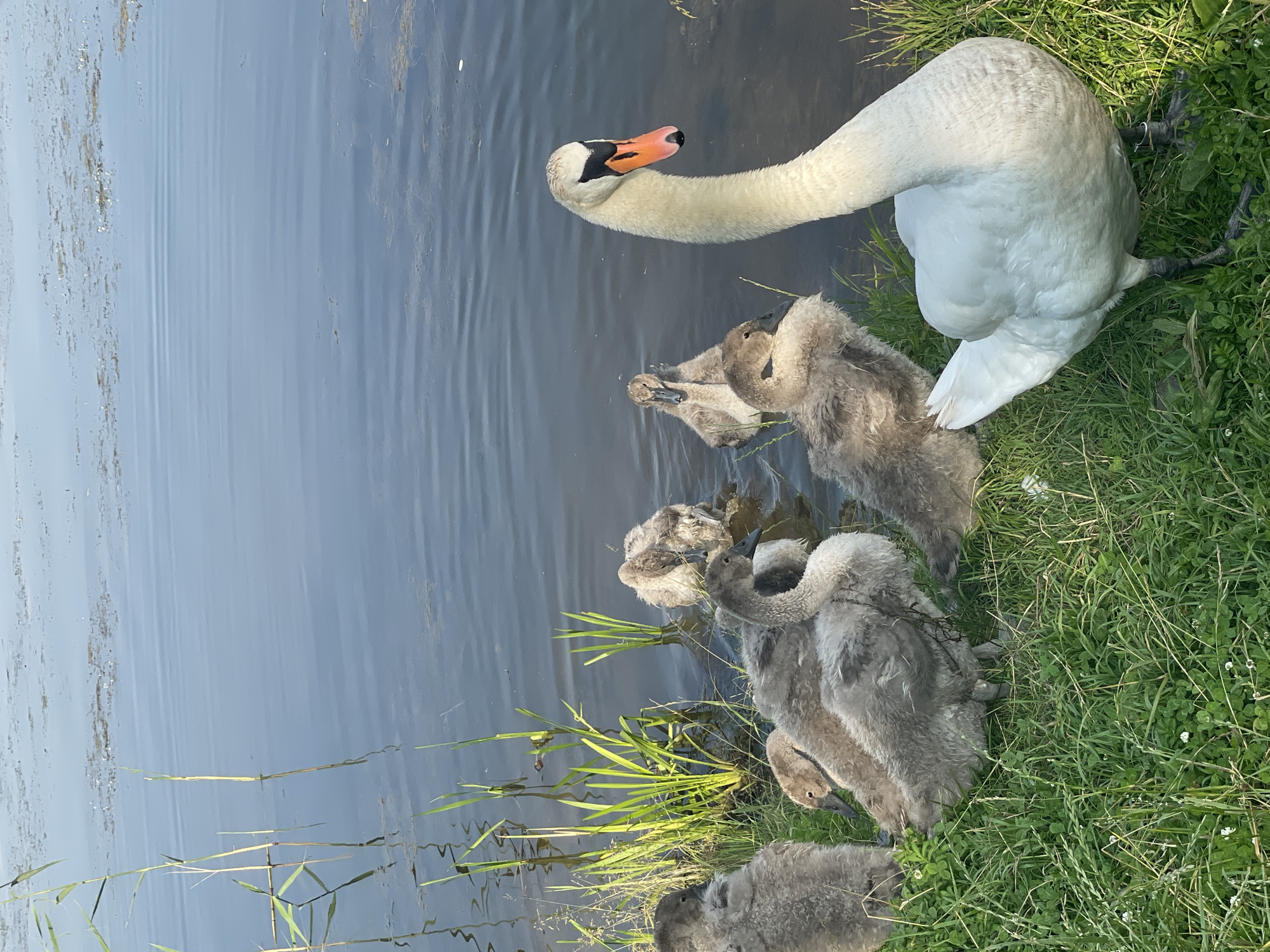 A white adult swan with an orange beak stands on the grassy bank of a body of water, facing right. Several grey cygnets are clustered around it, some on the grass and some in the water near the bank. The water appears calm, with some reeds and aquatic vegetation visible along the edge. The scene is lit by natural sunlight, suggesting it is daytime. The location is specified as Zhdanavichy Village Council, Belarus.