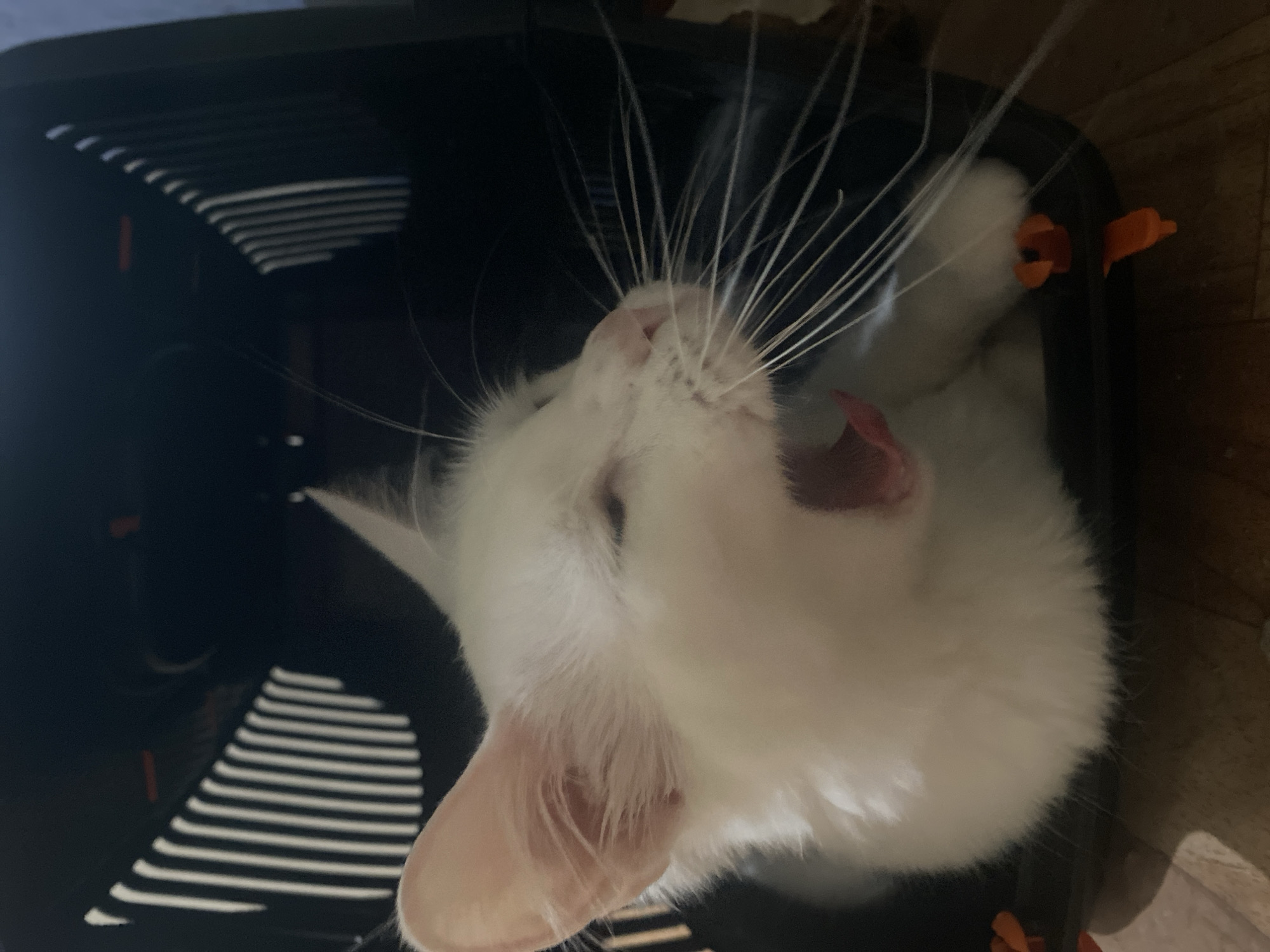 A white cat is inside a black plastic pet carrier. The cat is yawning, with its mouth wide open, revealing its pink tongue and teeth. Its eyes are mostly closed, and its long white whiskers are spread out. The carrier has a slatted design on the sides, and orange plastic latches are visible. The background is dark and out of focus, suggesting the photograph was taken indoors. The scene does not contain any elements to suggest its location in Baku, Azerbaijan.