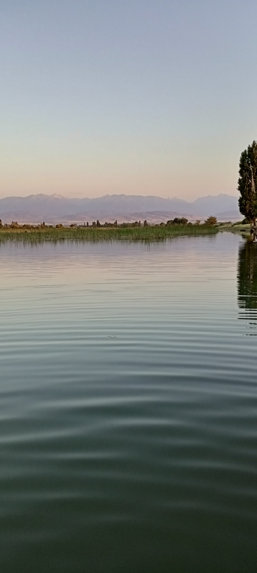 The image depicts a serene natural landscape near the city of Aral, Kyrgyzstan. A large body of water occupies the foreground, with gentle ripples disturbing its surface. The water transitions from a lighter, greenish hue near the bottom of the frame to a more muted, reflective surface closer to the horizon. In the distance, a line of tall, green reeds or grass grows along the water's edge, creating a natural border. Beyond the reeds, a low range of mountains stretches across the horizon, their peaks softened by a light haze. The sky above is a clear, pale blue, gradually fading to a faint peachy color near the horizon, suggesting either dawn or dusk. On the right side of the image, a tall, dark green tree stands prominently, its reflection visible in the water. The overall scene is tranquil and evokes a sense of natural beauty and quietude.