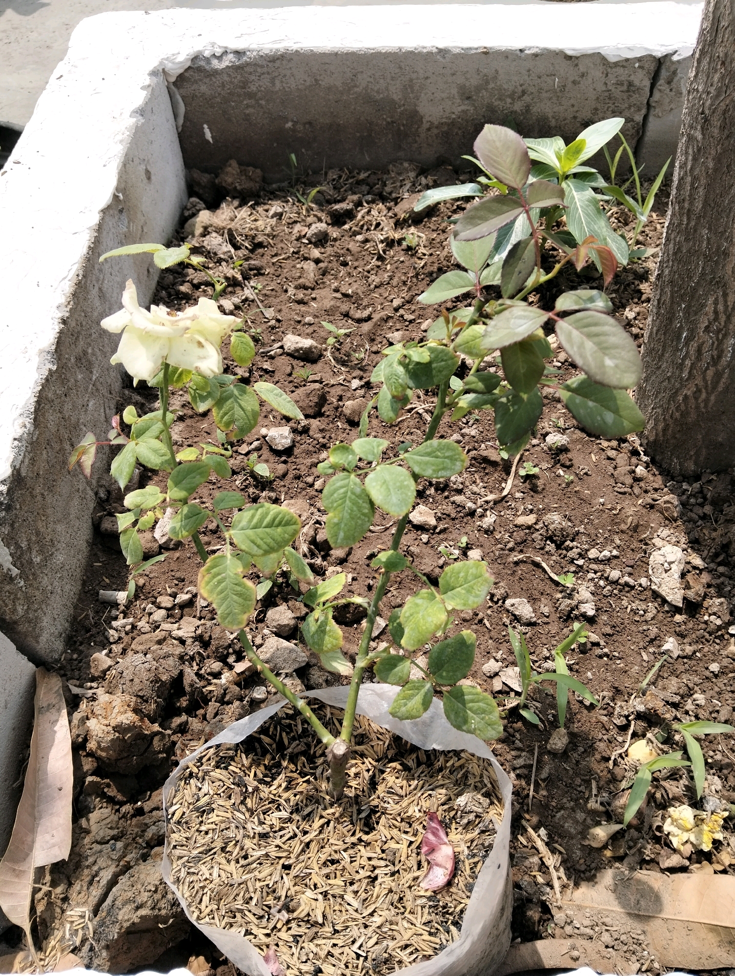 An outdoor, medium-angle shot shows a small, pale yellow rose plant in a cracked, concrete planter in the city of Patrol, Indonesia. The planter is filled with dark soil and small rocks. The rose plant is in the foreground, with its stem rising from a clear plastic bag filled with rice husks. The plant has green leaves and one pale yellow, wilting bloom. To the left of the planter is a large, dry, brown leaf. To the right of the planter, a portion of a tree trunk is visible. In the background, more plants and soil are seen. The scene is lit by sunlight, casting shadows on the ground.