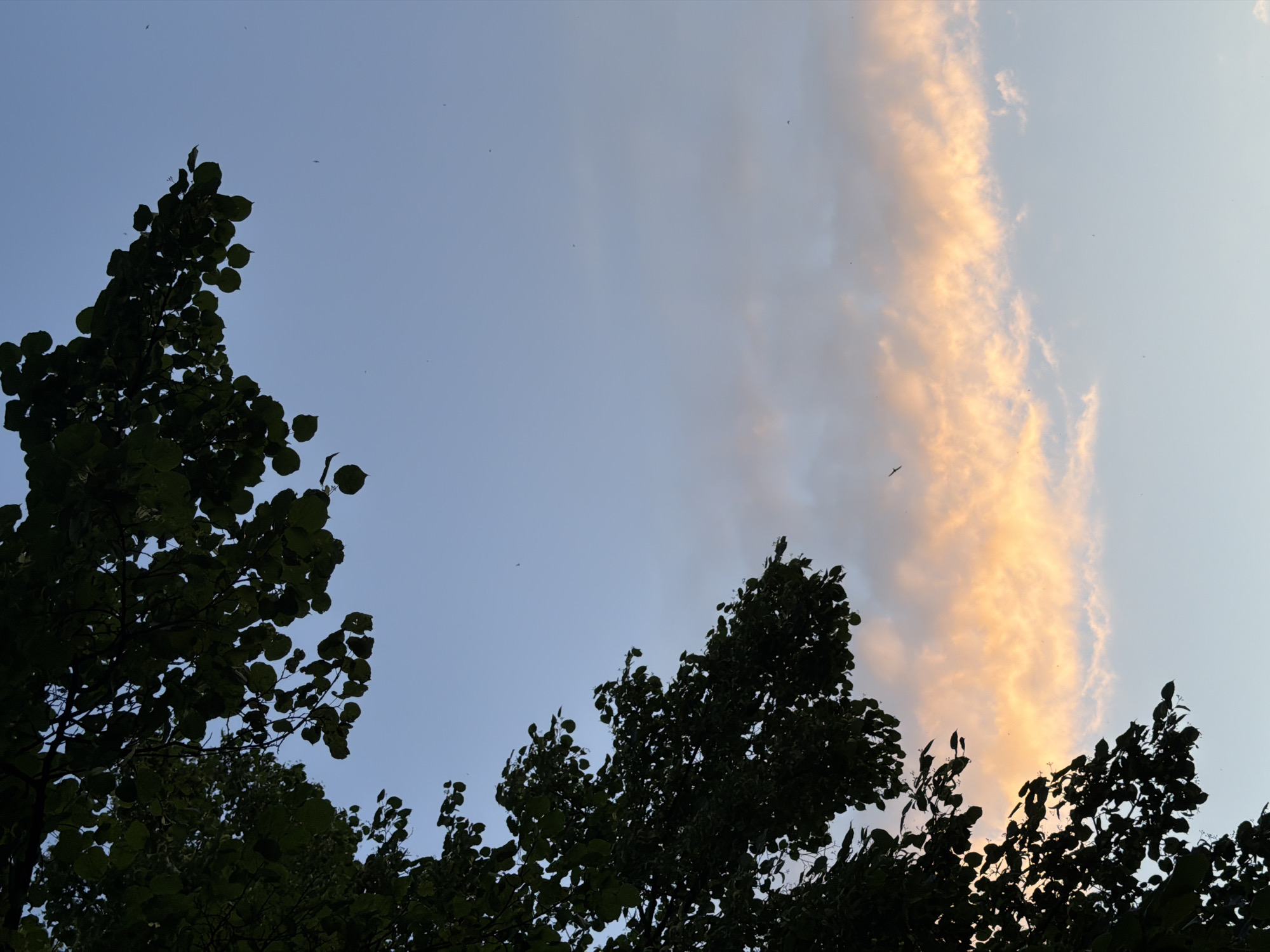 A low-angle outdoor shot shows tree branches silhouetted against a pale blue sky, with a band of orange-tinted clouds stretching horizontally across the frame. Several small dark specks, possibly birds or insects, are visible in the sky. The image was taken in Chaikovsky, Russia.