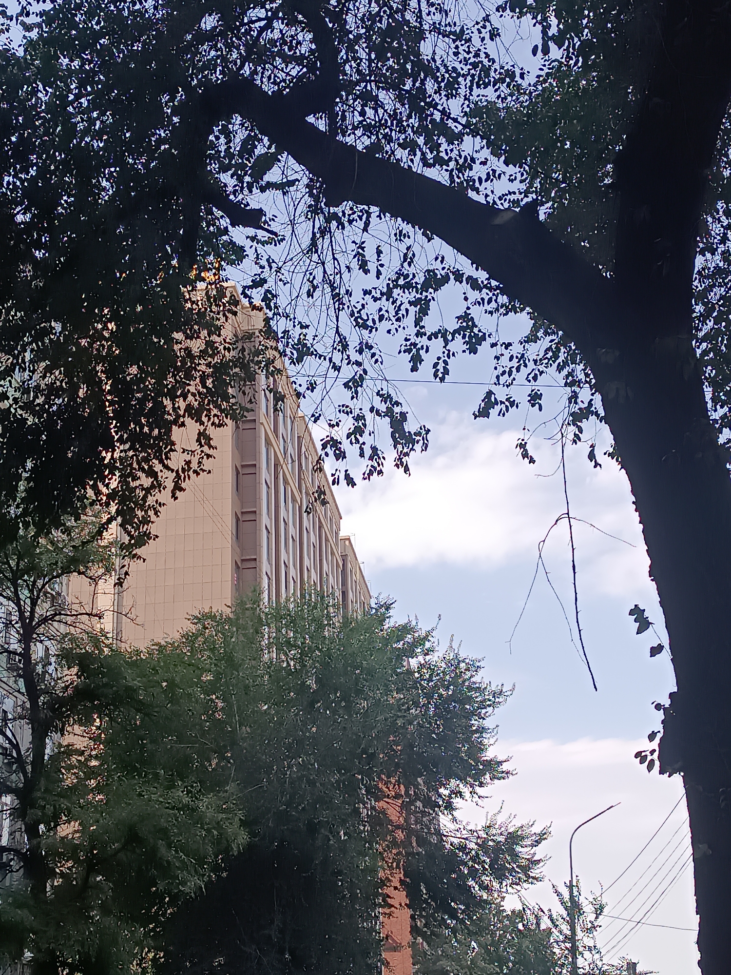 The image depicts a view looking up towards a pale beige building with brown window frames, partially obscured by the dark silhouette of tree branches and foliage. The building appears to be multiple stories high and has a modern architectural style. Green trees with dense leaves are in the foreground and midground. The sky is visible through the leaves and branches, featuring some white clouds against a light blue background. In the lower right of the image, a street light and overhead wires are visible. The scene suggests an urban environment in Bishkek City, Kyrgyzstan, likely taken during daylight hours. There are no people visible in the image.
