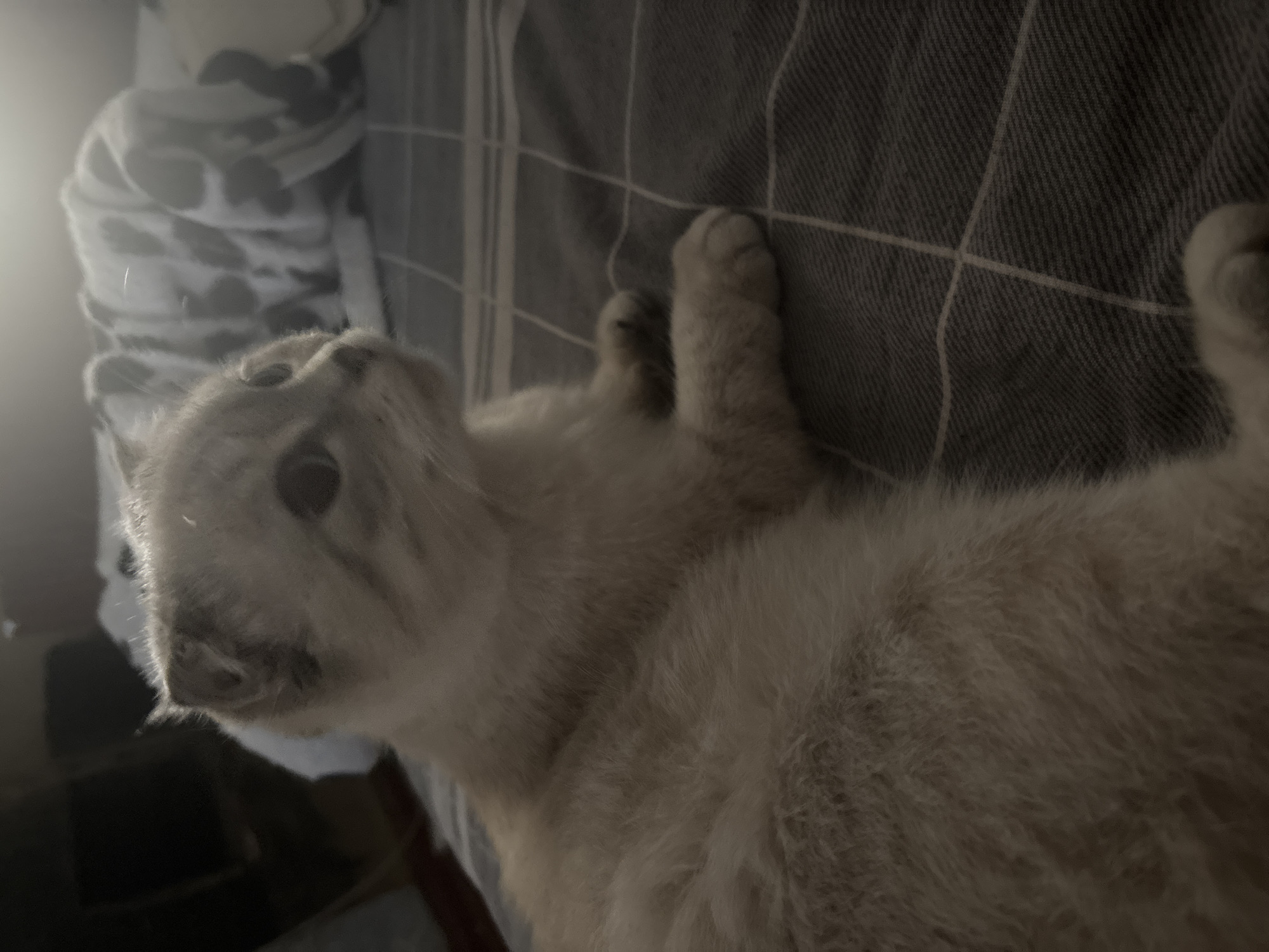 In a dimly lit room, a light-colored Scottish Fold cat lies on a grey plaid blanket. The cat is facing to the right, with its head slightly turned towards the camera. Its fur appears soft and fluffy, with some darker markings on its ears and face. The background is out of focus, showing what appears to be a bed with a blanket, and possibly a window with sunlight streaming in. The image provides a close-up view of the cat and its immediate surroundings. There are no people or other animals visible in the image. The scene is domestic and appears to be taken indoors.