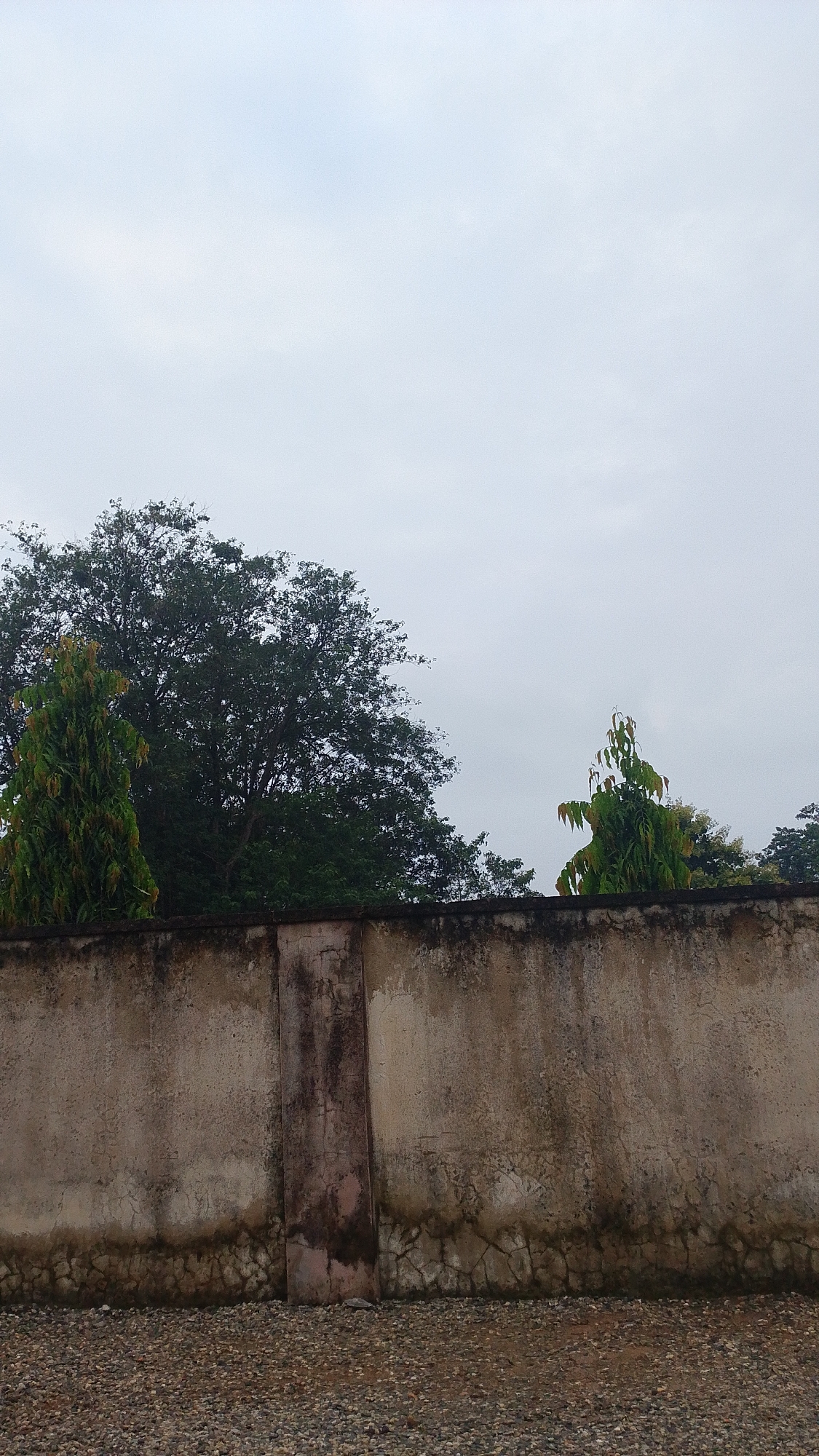 A medium shot captures a weathered concrete wall in Balewa, Nigeria, under an overcast sky. The wall, showing signs of age with cracks and staining, runs horizontally across the frame. Pebble-like gravel covers the ground in front of the wall. Behind the wall, the tops of trees are visible, with a large, dense tree dominating the left side and a slender, cone-shaped tree on the right. The sky is uniformly gray, suggesting a cloudy day. There are no people or animals present in the scene.