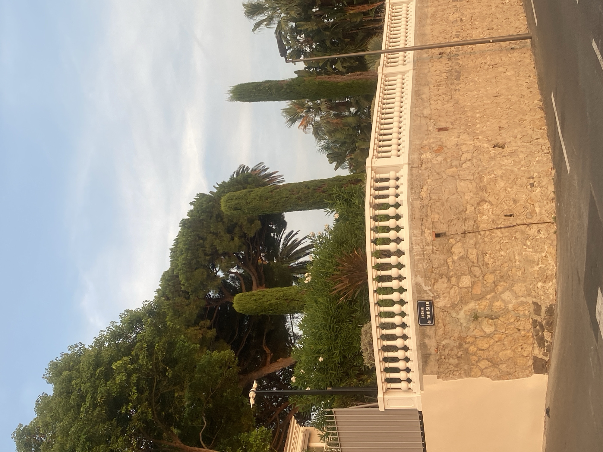 The image depicts a street scene in Antibes, France, featuring a stone retaining wall topped by a white balustrade. A street sign on the wall reads "CHEMIN du TAMISIER". The wall is partially covered by vegetation, including lush green bushes and several tall, slender cypress trees. Behind the balustrade, a large tree with dense green foliage is visible, along with palm trees and other tropical plants, suggesting a Mediterranean climate. The sky is a pale blue with wispy clouds. A street lamp stands to the left of the cypress trees. The road in the foreground has white lane markings.