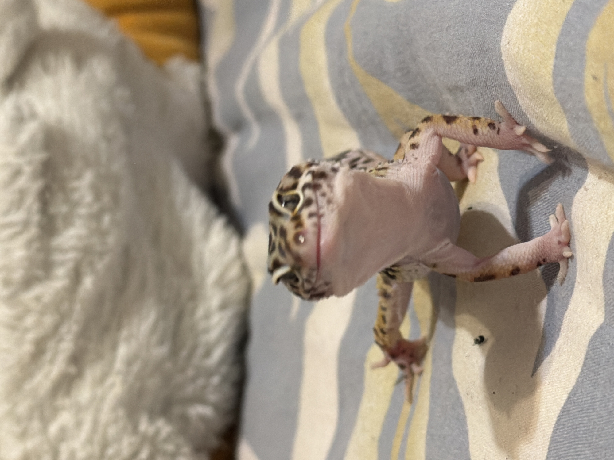 A leopard gecko is lying on its back on a striped blanket. The gecko has a spotted pattern on its head and limbs. A white, fuzzy object is visible in the background to the left of the gecko. The location is unknown, and there is no indication it is in Izhevsk, Russia.