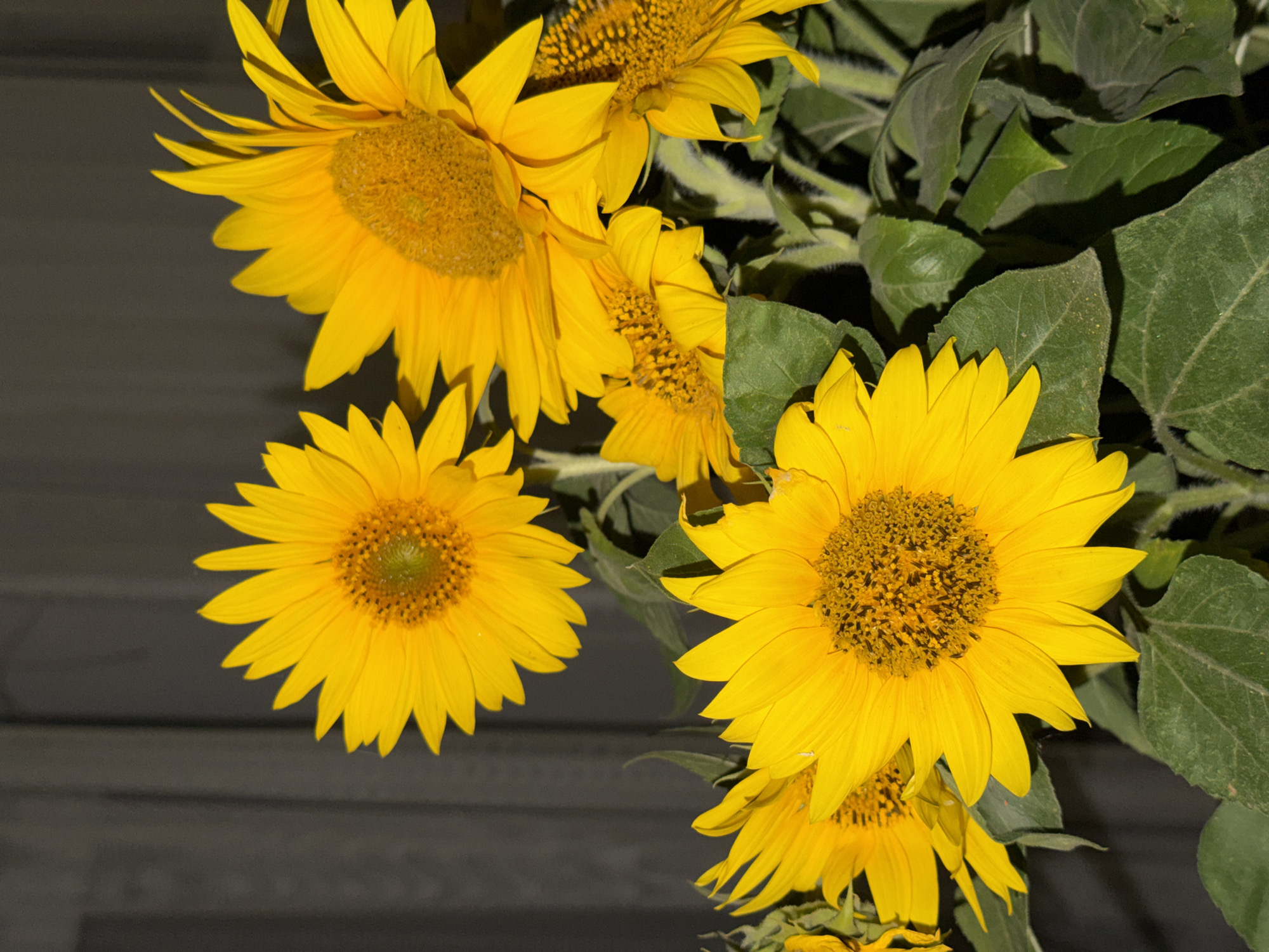 A bouquet of bright yellow sunflowers is pictured against a dark, vertical background, possibly a wooden fence or a wall. The sunflowers, with their characteristic large, disc-shaped centers and numerous ray petals, are in various stages of bloom. Some are fully open, showcasing their intricate seed patterns, while others are partially closed or are still developing. The vibrant yellow of the petals contrasts sharply with the dark background and the lush green leaves and stems of the plants. The lighting appears to be artificial, creating soft shadows and highlighting the texture of the petals and leaves. The image is a close-up shot, focusing on the beauty and detail of the sunflowers. There are no people or animals present in the image. The context of this image being located in the city of Khmelnytskyi, Ukraine, cannot be determined from the visual information alone.