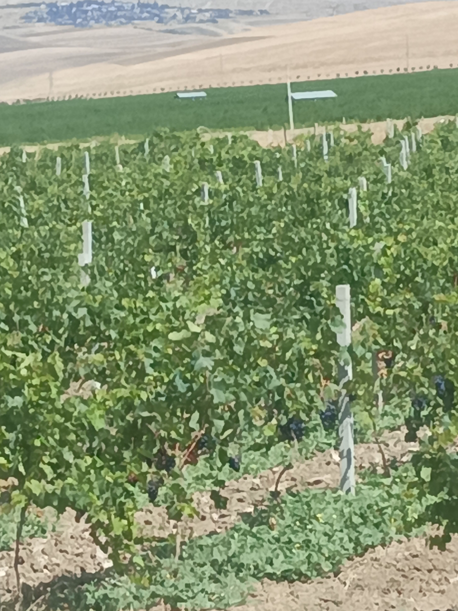 An aerial view captures a vineyard in the city of Sabir, Azerbaijan, under a clear sky. The foreground is dominated by rows of grapevines, distinguished by their lush green leaves and clusters of dark purple grapes. Supporting the vines are numerous white stakes, arranged in neat lines stretching into the distance. The ground beneath the vines is a mixture of dry soil and sparse green vegetation.
Further back, a distinct band of dark green grass separates the vineyard from a field of dry, light brown crops. In this middle ground, two rectangular, light blue structures are visible, positioned on the green grass. Beyond these fields, the landscape transitions to rolling hills in a muted brown and tan palette, with a faint impression of buildings or structures in the far distance. The overall impression is one of agricultural land, likely a winery or a large-scale vineyard operation.