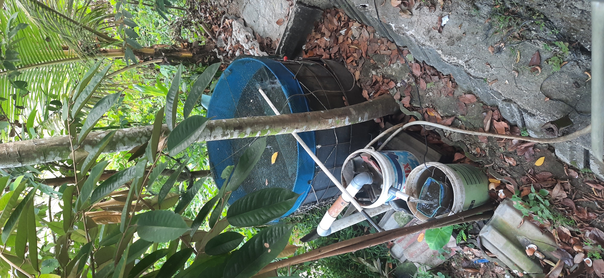 A water filtration system is set up outdoors in a garden environment, possibly in Cisauk, Indonesia. A large, blue-lined cylindrical tank, covered with a mesh net, dominates the scene. A tree trunk passes through the tank. To the left of the tank, there is a plumbing setup with PVC pipes leading from the tank to two buckets. The top bucket contains some debris, including what appears to be broken terracotta. Water is flowing from the top bucket into the bottom bucket, which has a smaller mesh net inside. The surrounding area is covered with dry leaves and some greenery, indicating it is an outdoor, possibly slightly neglected, space. Concrete slabs are visible on the right side of the image, suggesting a path or uneven ground. The overall impression is of a functional, if somewhat improvised, water system set within a natural landscape.