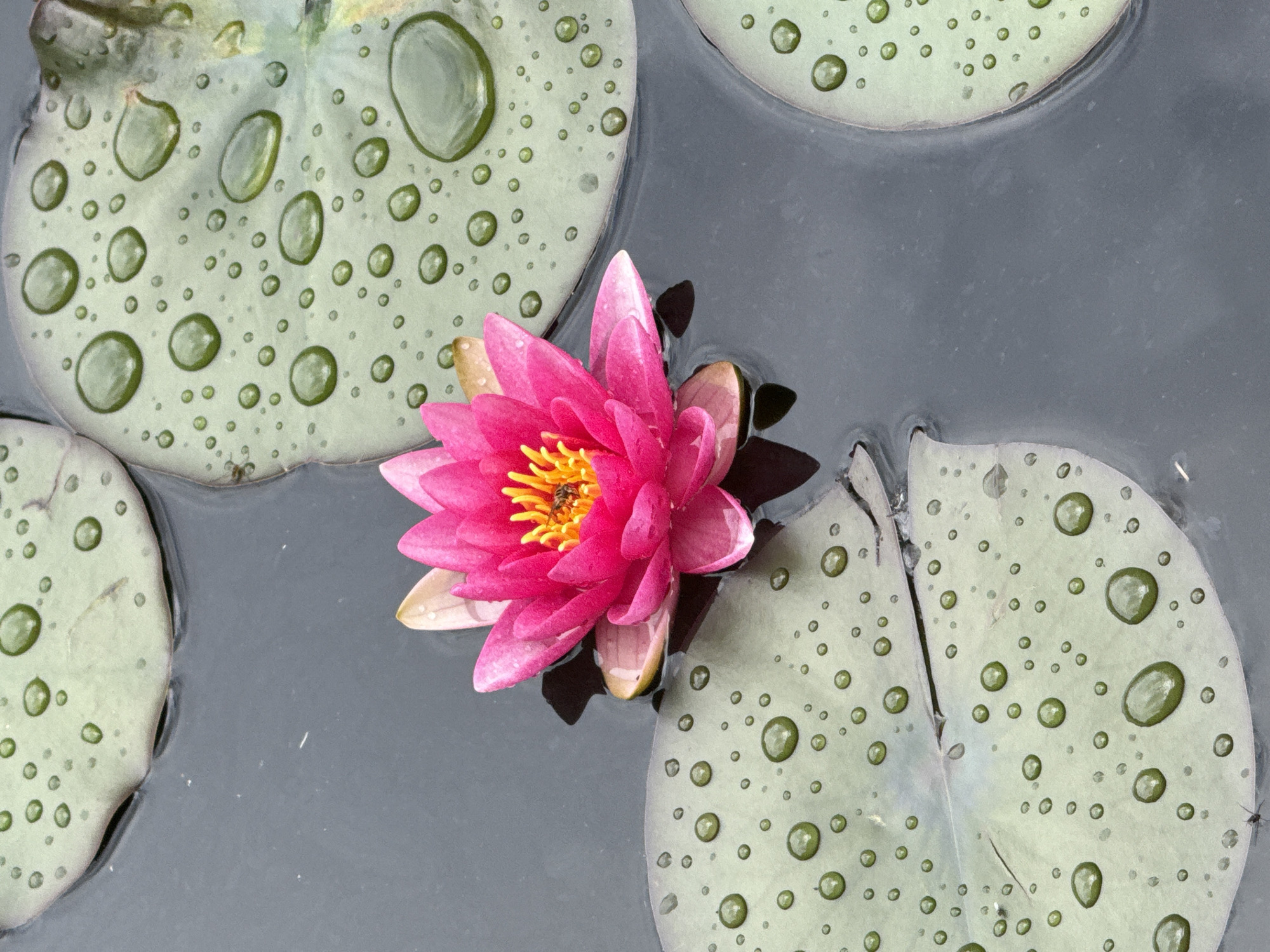 A close-up, top-down view shows a vibrant pink water lily with yellow stamens floating on dark water. The lily is surrounded by several large, round lily pads, each covered in numerous small, glistening water droplets. The lily pads are a muted green color, and some have yellowed edges. A tiny insect is visible on the center of the water lily, gathering pollen. The water is dark and reflective, with soft shadows cast by the lily pads and flower. This scene is likely from a pond or garden, possibly within Moscow, Russia, given the presence of aquatic plants and the general aesthetic often found in such locations in the city.