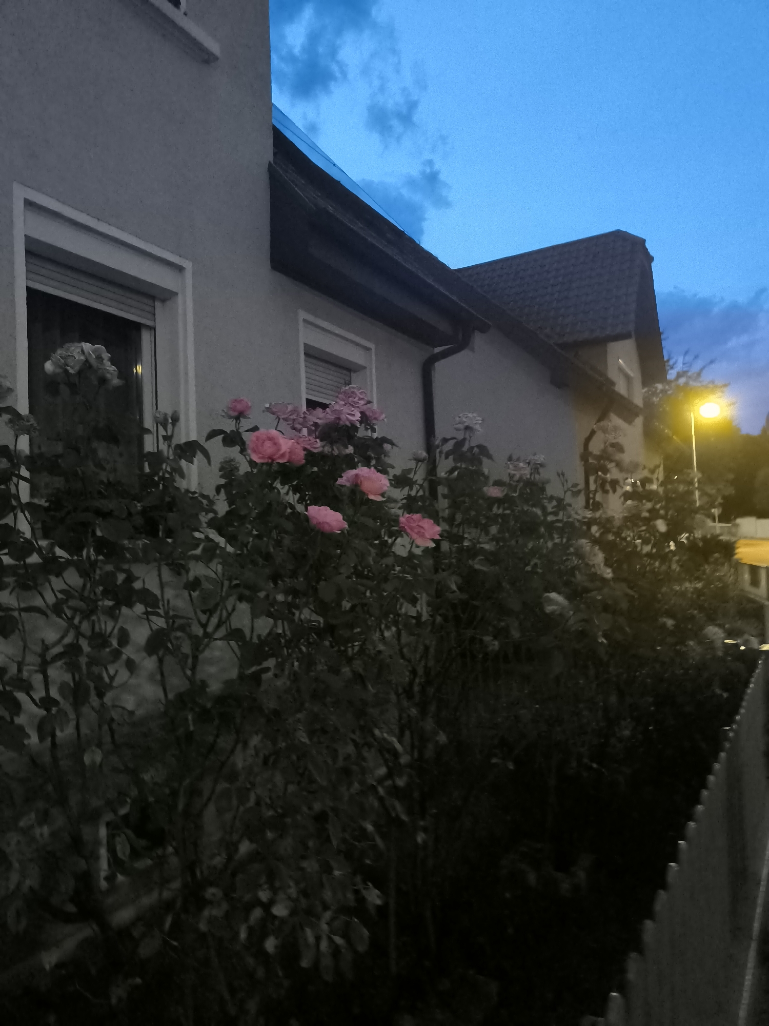 The image shows a close-up view of a garden with rose bushes in front of a building. The sky is a deep blue, suggesting it is either early morning or late evening. The building appears to be a two-story house with a tiled roof and a light-colored facade. There are windows visible, one with a rolled-down shutter. The rose bushes are full of pink and white roses, some in bloom and some in bud. The leaves are dark green, and the overall impression is one of a well-maintained garden. A street light can be seen in the background, casting a warm yellow glow. A fence runs along the right side of the image, separating the garden from another property. The scene is peaceful and serene, with a sense of quiet beauty.