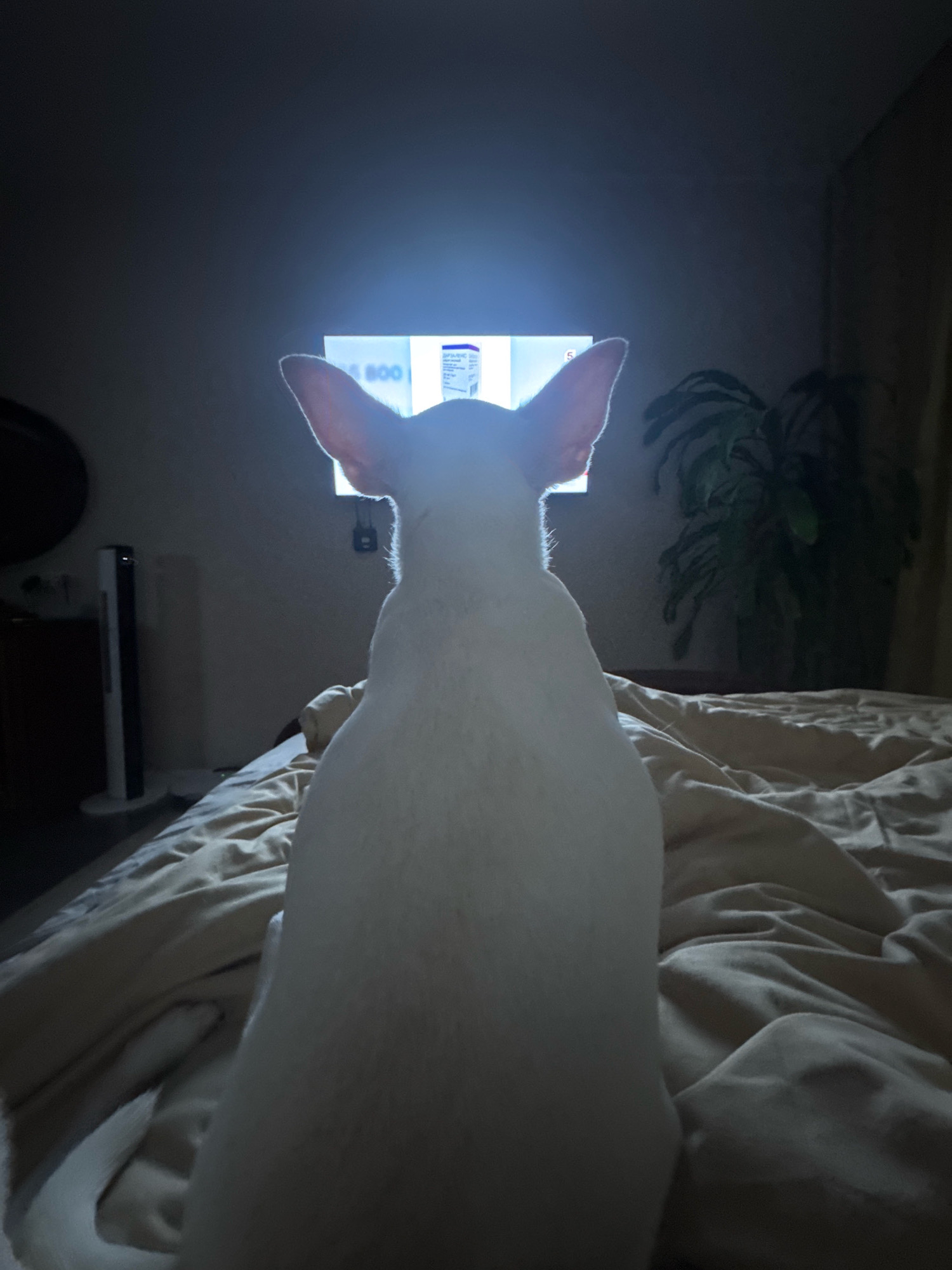 An indoor scene captures a white dog sitting on a bed, facing a television screen that is emitting light. The dog's back is to the camera, with its large ears prominently visible. The television displays a white background with some text and what appears to be a pharmaceutical box. To the right of the television, a large green plant is visible. In the background, on the left, a tall white and black fan stands next to a piece of furniture, possibly a dresser or wardrobe. The room is dimly lit, with the primary light source being the television. The bed is covered with light-colored linens. There is no discernible information in the image that could indicate its location in Novosibirsk, Russia.