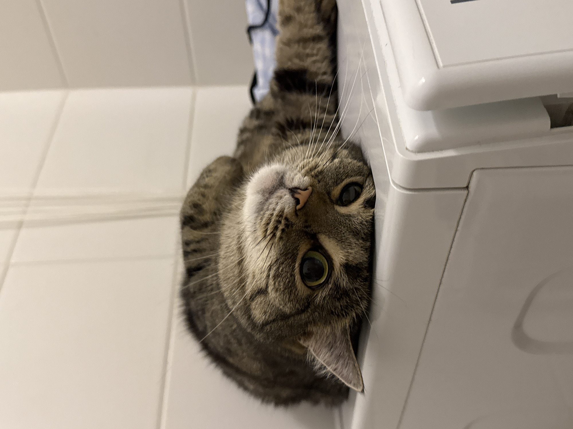 A tabby cat is lying on its back on top of a white washing machine. The cat is looking upwards at the camera with its eyes wide open. Its fur is a mix of brown, black, and gray stripes. The background is a white tiled wall. The scene is indoors. There is no information in the image to indicate its location in Moscow, Russia.