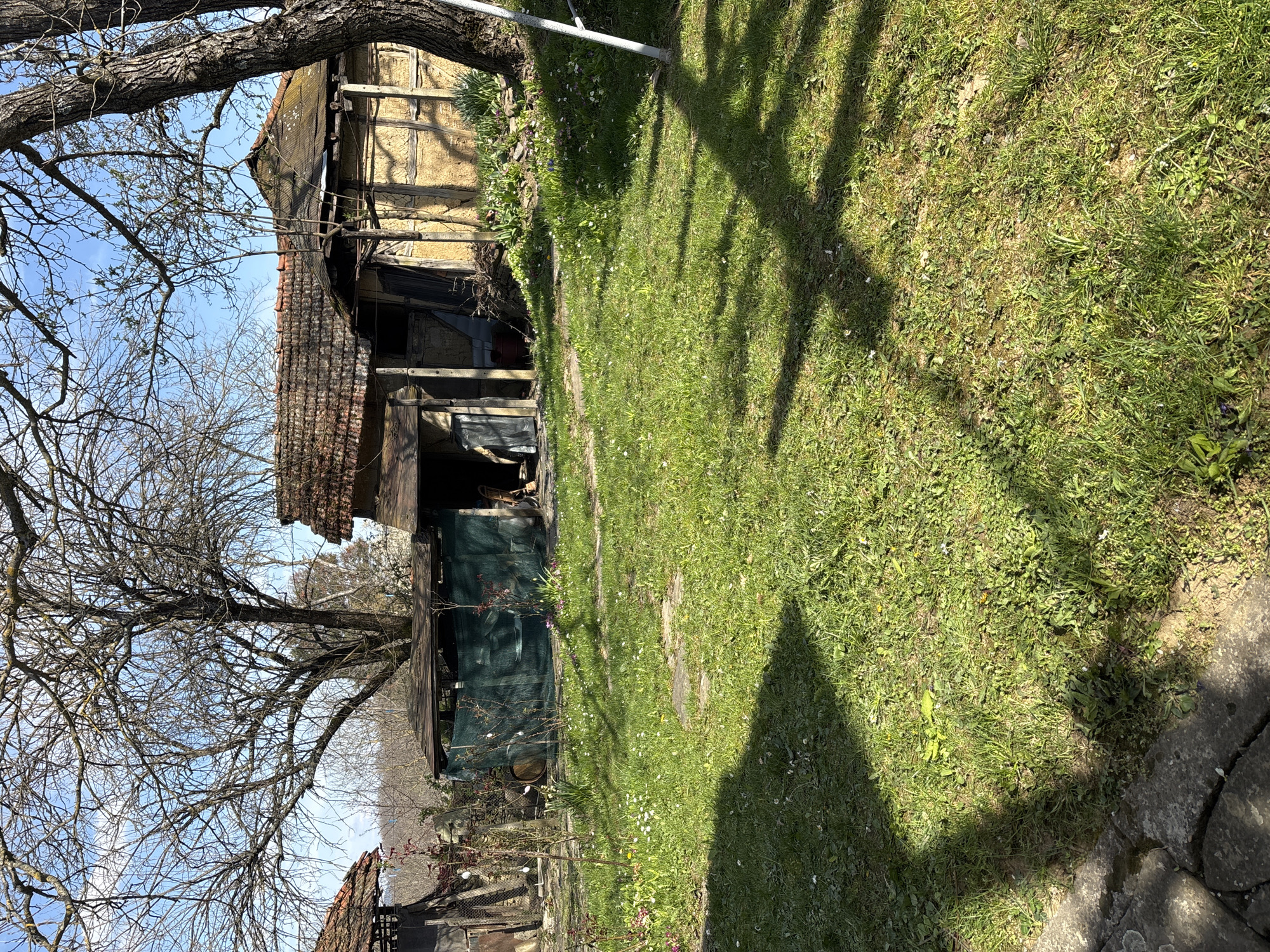 The image depicts a rural scene in Gorno Trape, Bulgaria. An old, partially dilapidated structure with a mixed construction of timber framing and brickwork is visible. Parts of the building are covered with green tarpaulin. To the left, a large, bare tree with many branches frames the building. The ground is covered in grass with visible shadows from the tree branches. A stone path borders the grassy area. The sky is partially visible through the tree branches, revealing a light blue color.
