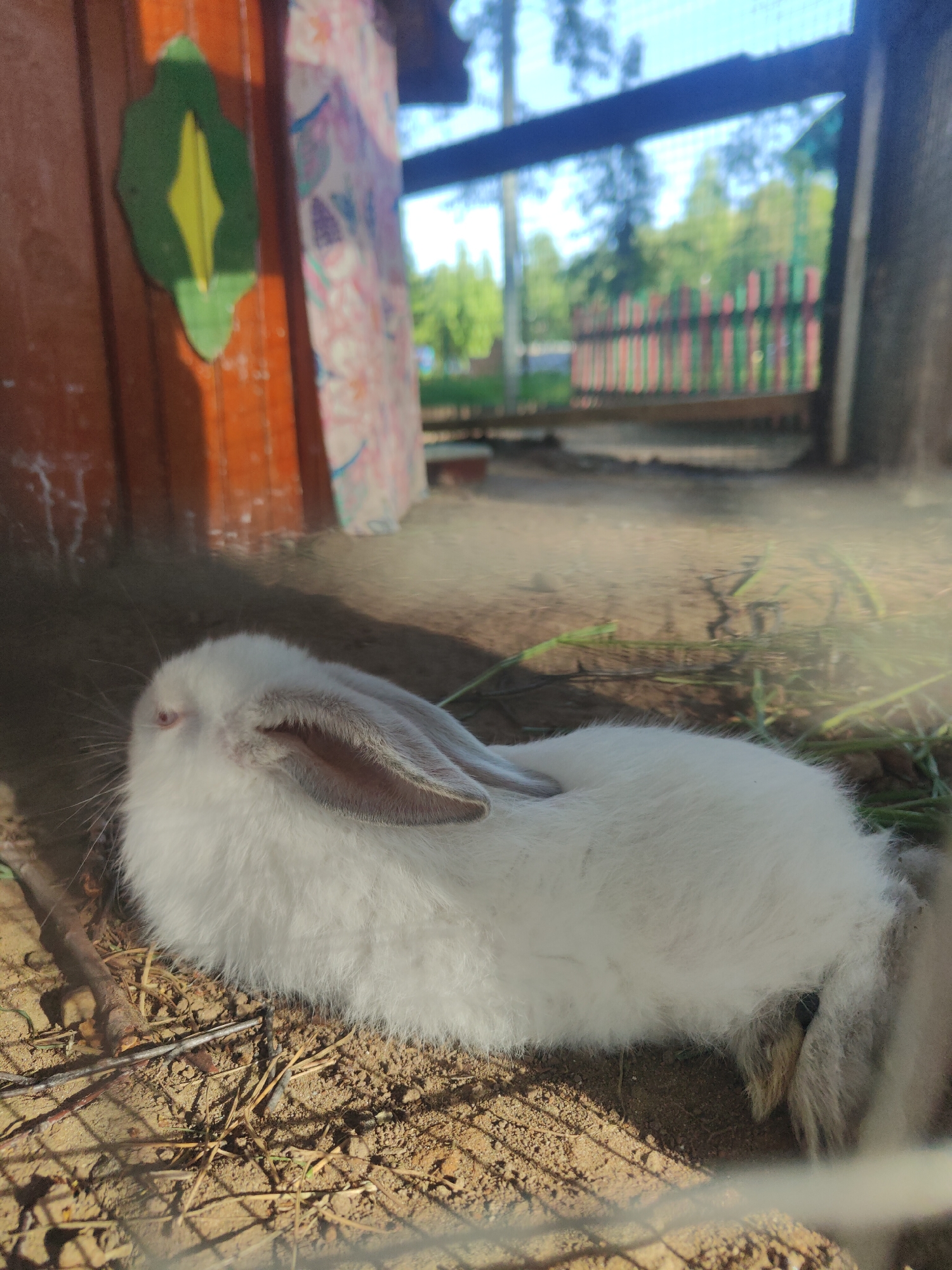 A white rabbit rests on the ground inside an enclosure. The enclosure is located outdoors, possibly in a park or recreational area. The rabbit is lying on dirt and dried plant matter. A building or structure is visible in the background, with a wooden exterior and decorative elements. A colorful fence can be seen through an opening in the structure. The location is Chaikovsky, Russia.